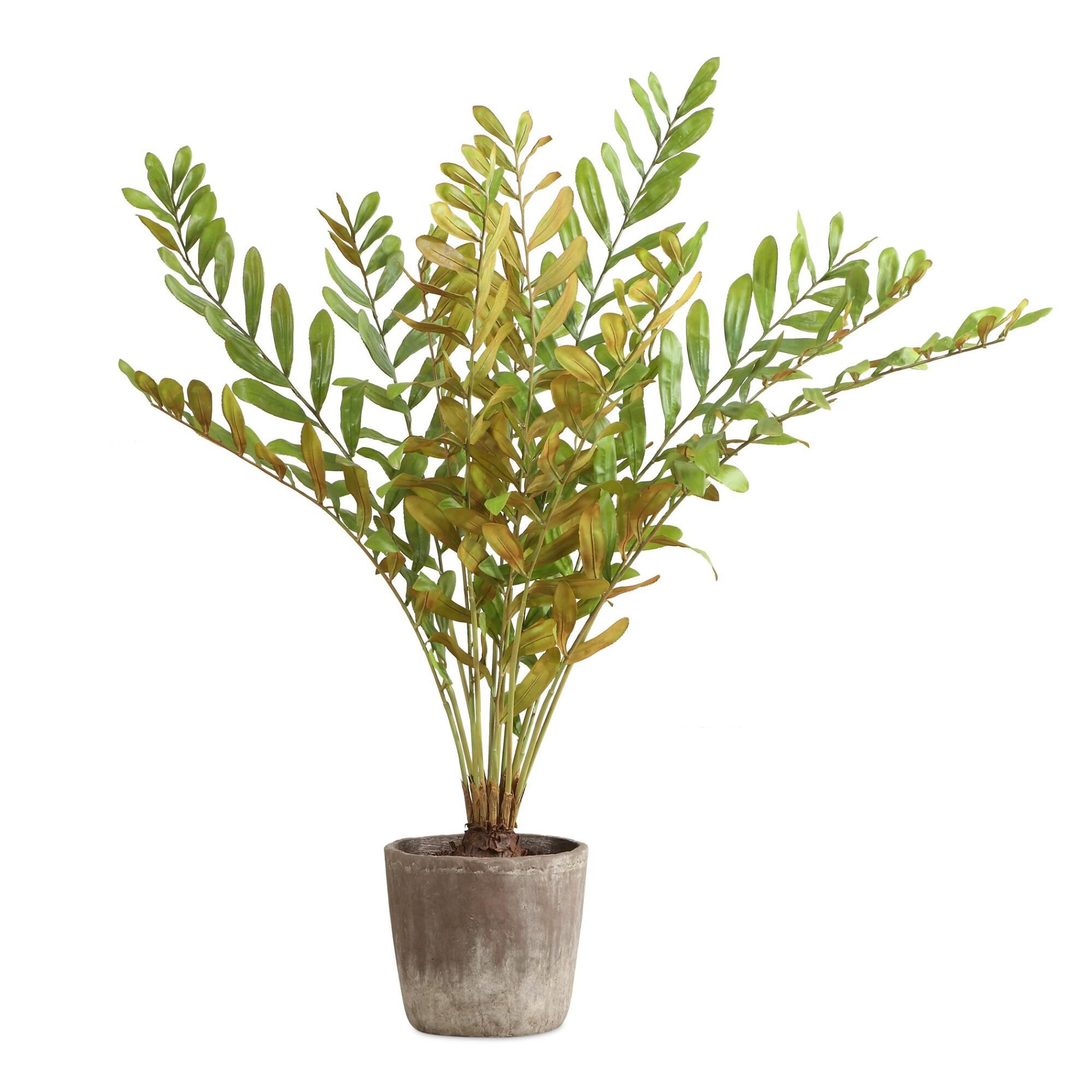 Constance Lael-Linyard Zamia 58 Inch Botanical by Uttermost