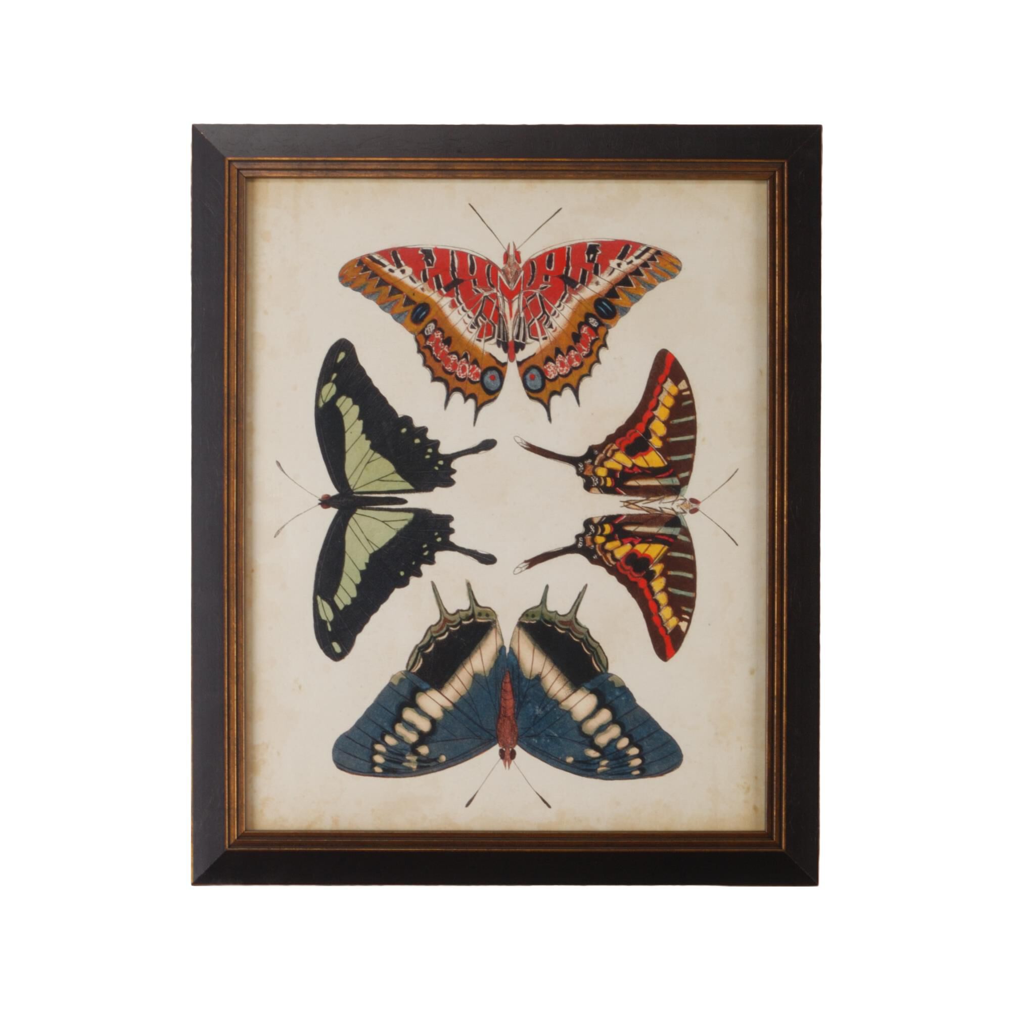 DISPLAY OF BUTTERFLIES II Print,