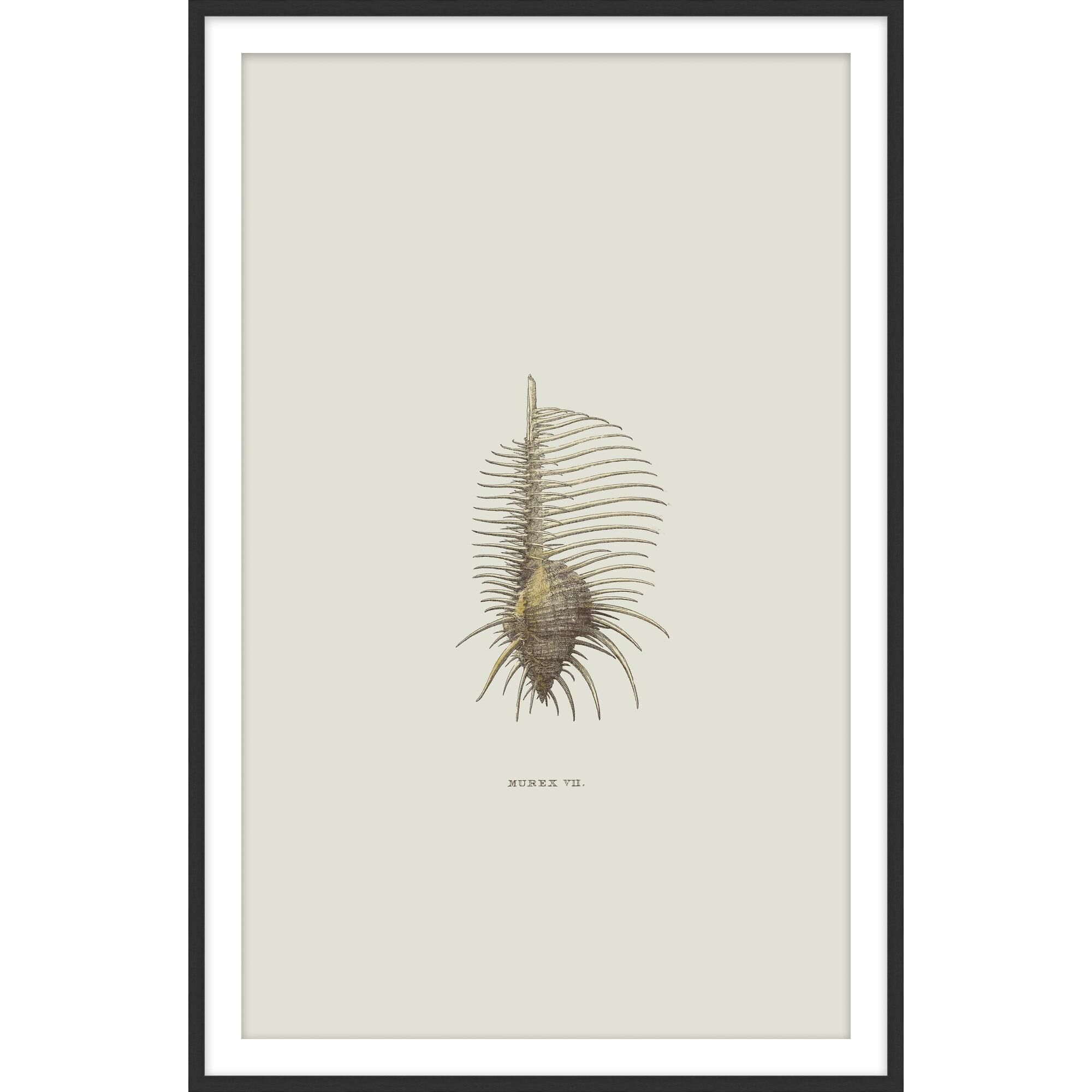 Sundry Murex Print by Level57