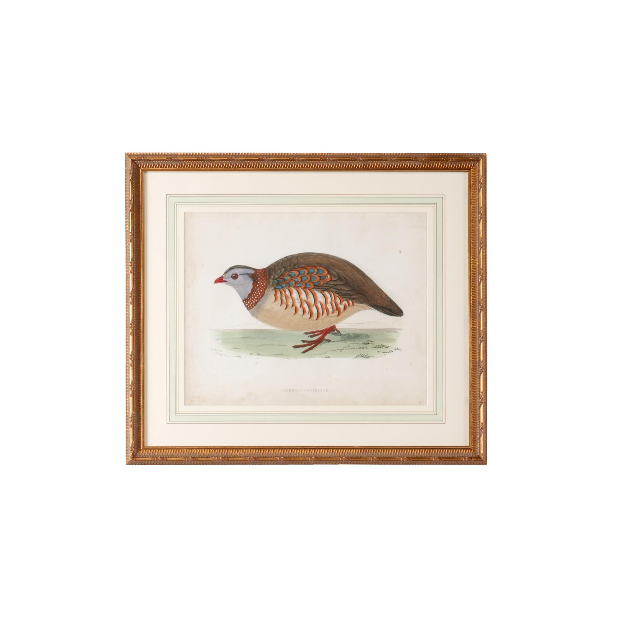 MORRIS BARBARY PARTRIDGE Print,