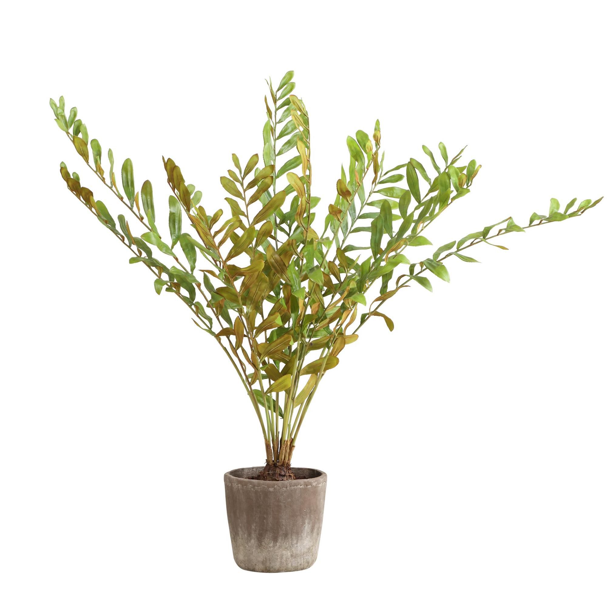 Constance Lael-Linyard Zamia 58 Inch Botanical by Uttermost