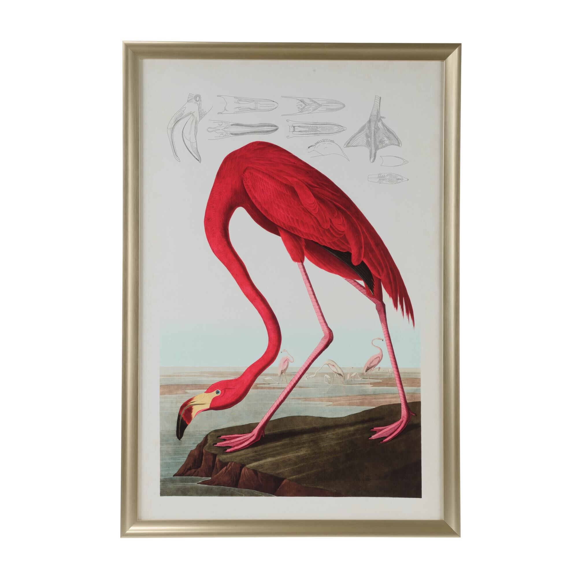 American Flamingo Print by Chelsea House