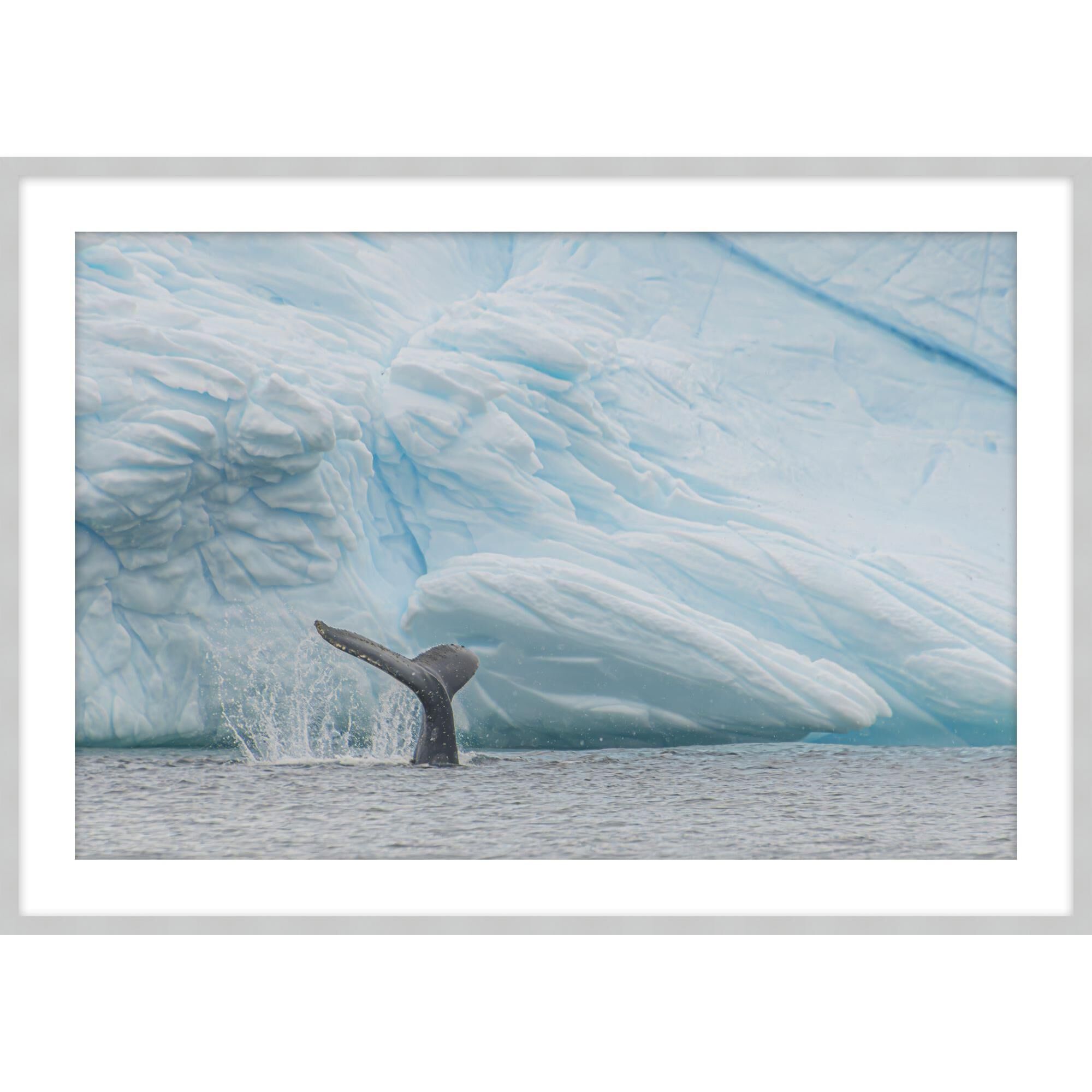 Antarctica Whale Fin Print by Level57