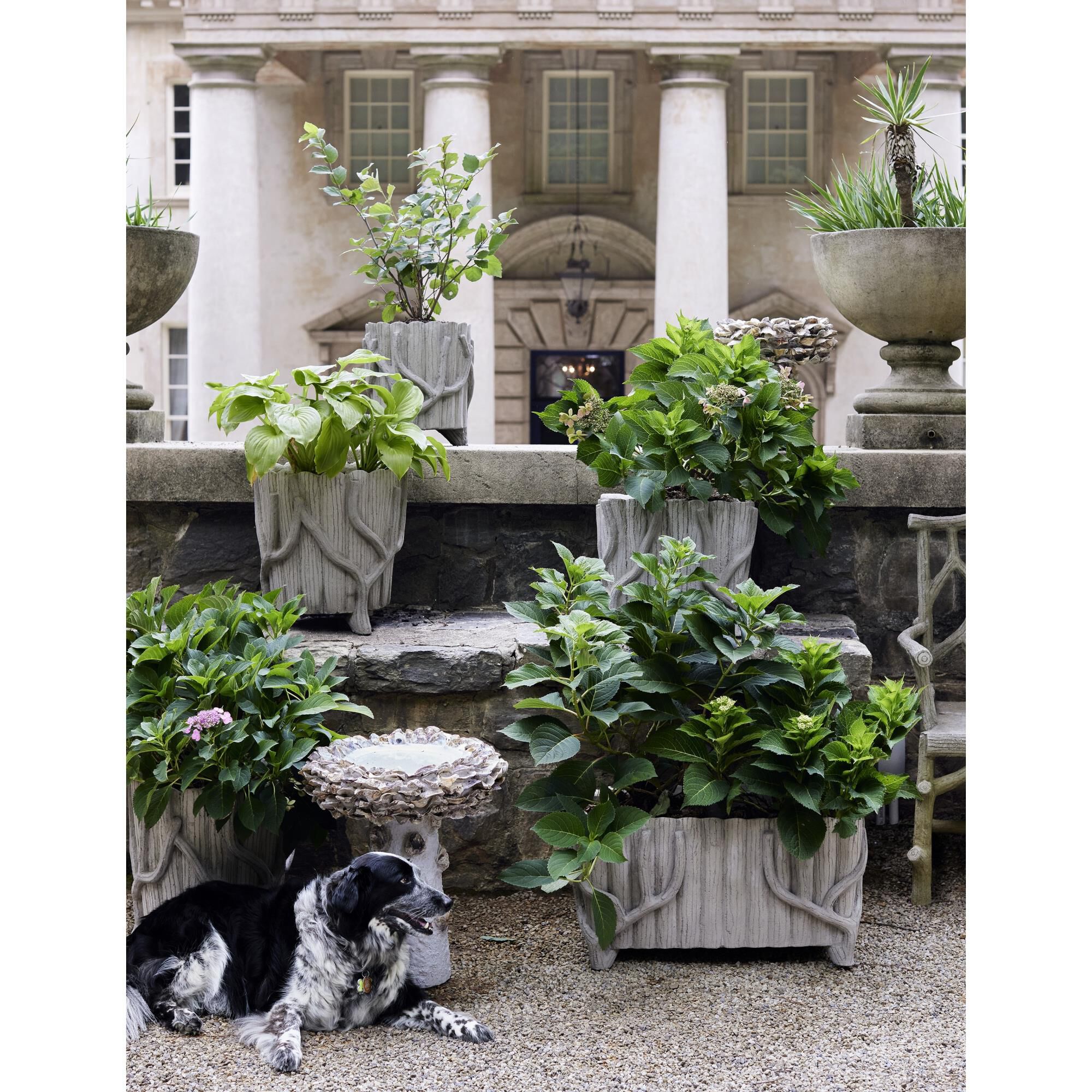 Oyster Shell Small Bird Bath Other Home Accent by Currey and Company