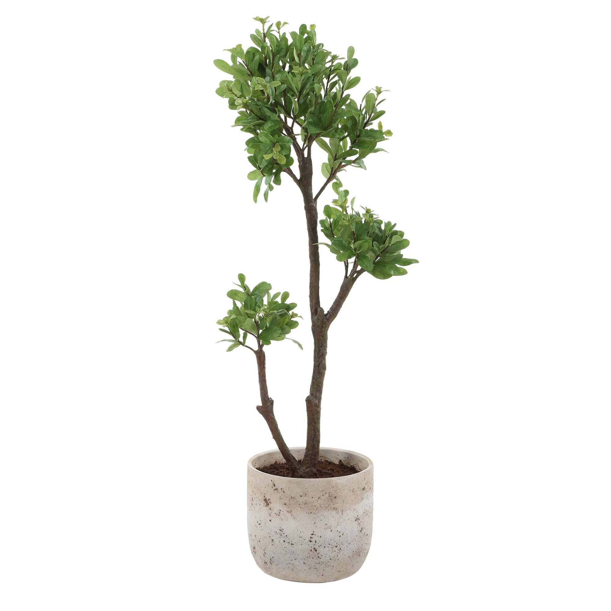 Constance Lael-Linyard Arbor Strawberry Botanical by Uttermost