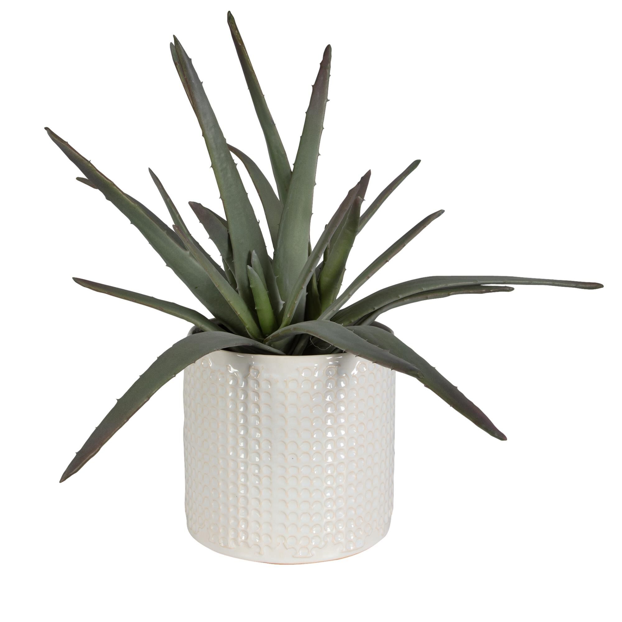 Shown in A Statement Making Cluster Of Aloe Potted In A Dimpled Ceramic Container And Glazed In Ivory With Be finish