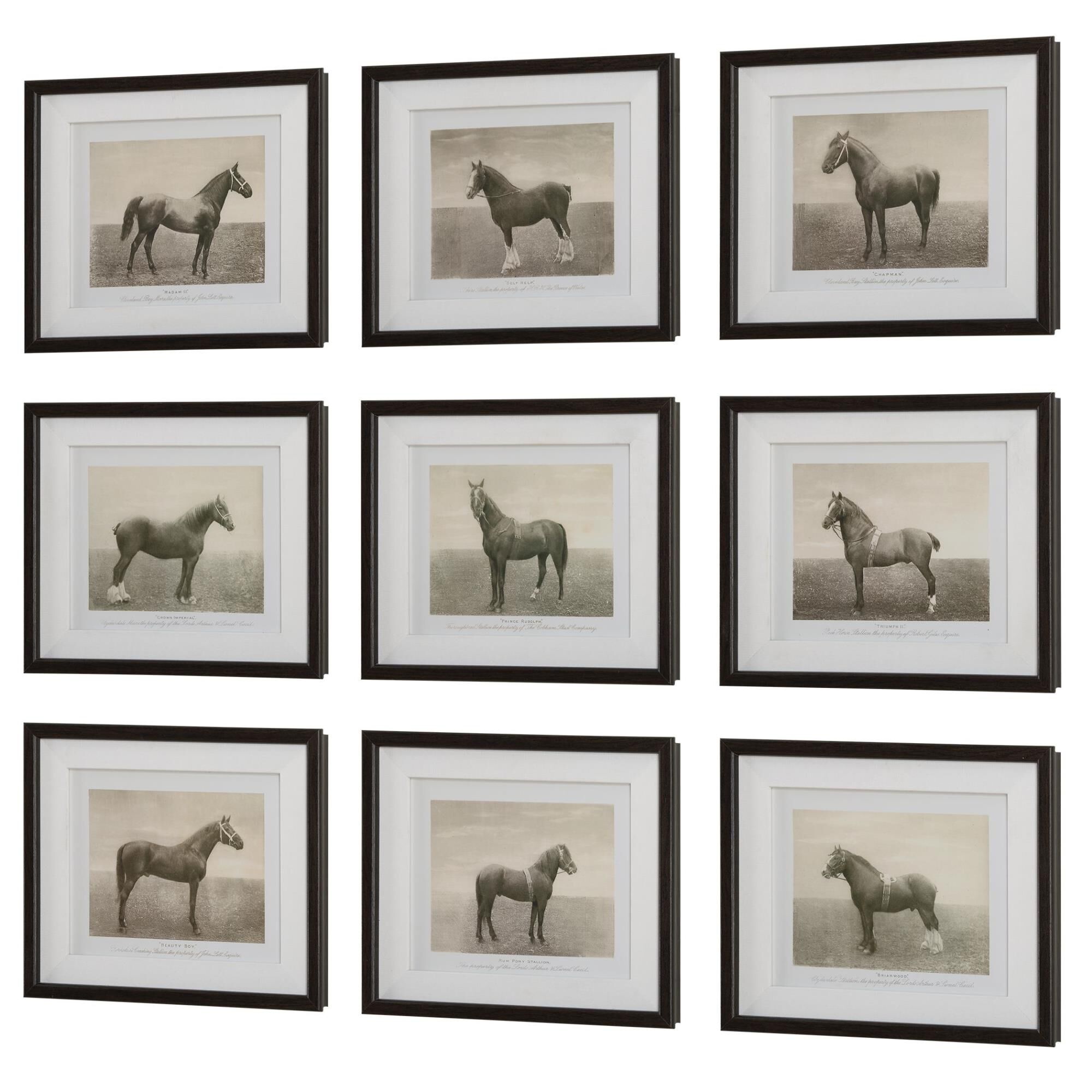 Grace Feyock Equine Dynasty 14 Inch Print by Uttermost