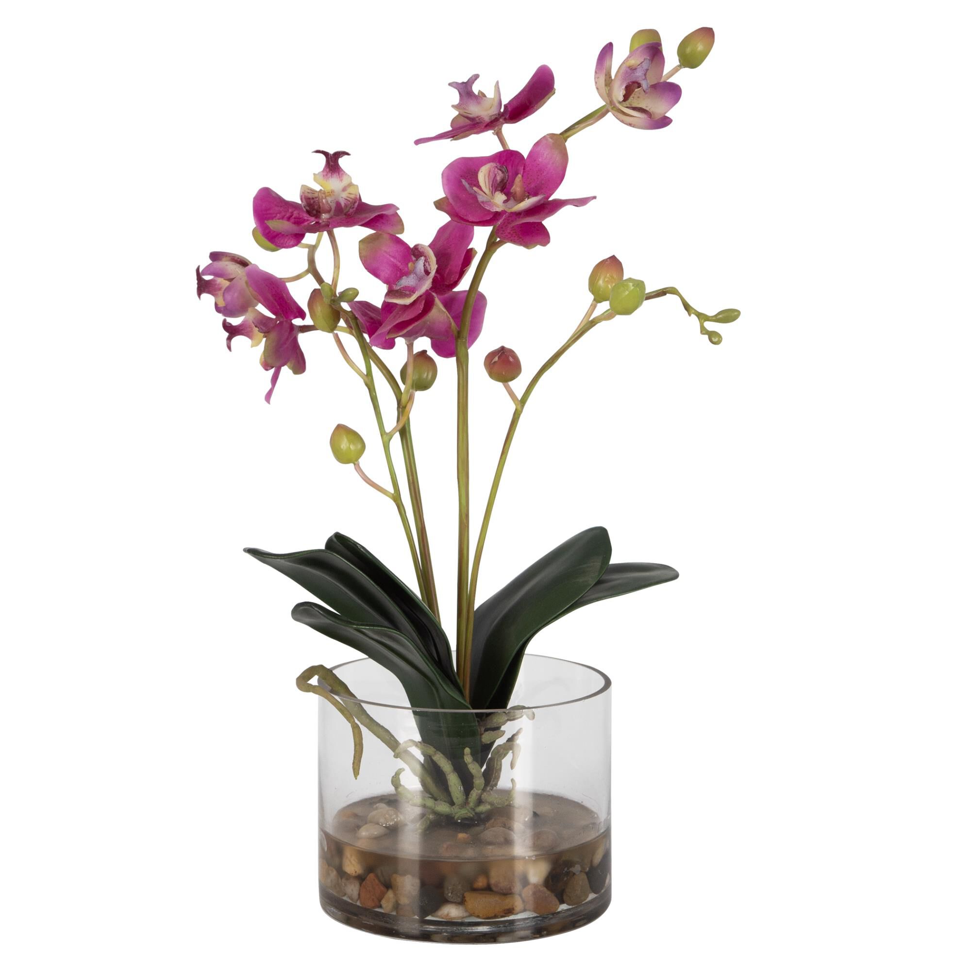 Shown in Symbolic Of Grace And Elegance This Fuchsia Orchid Adds An Elegant Touch To Any Tabletop. The Plant  finish