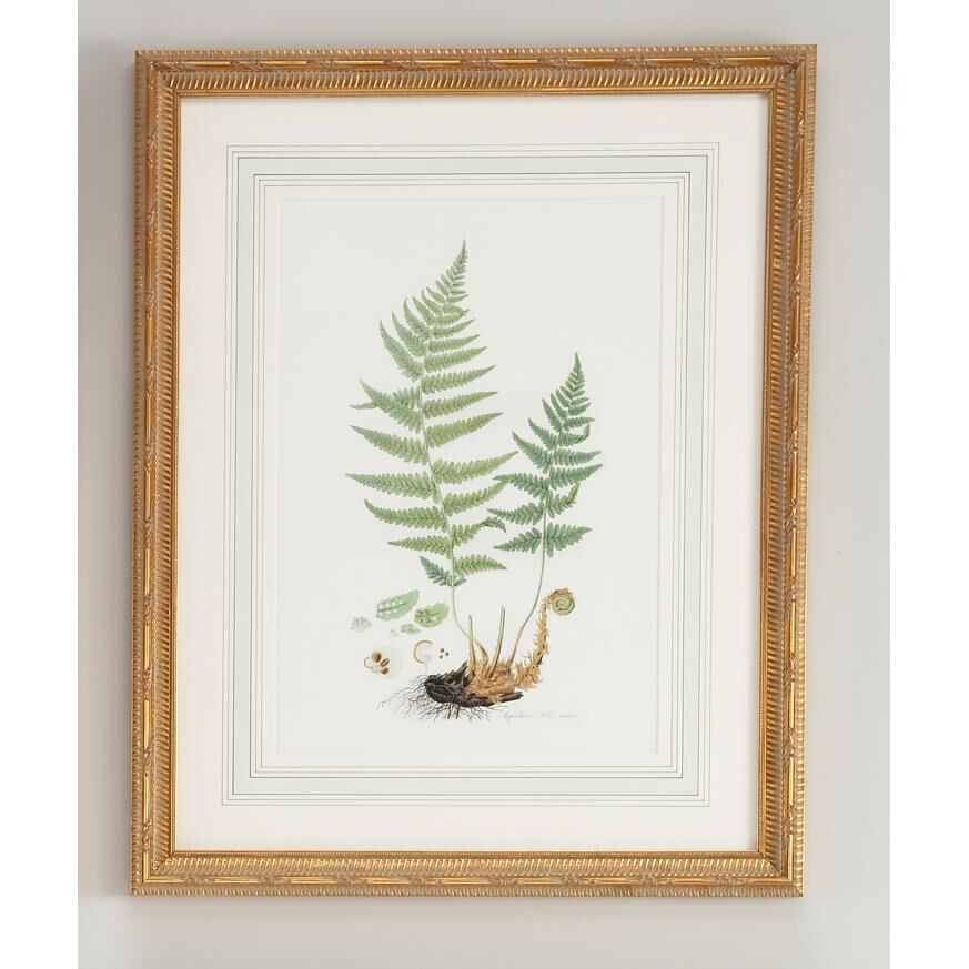 Curtis Ferns Print by Chelsea House