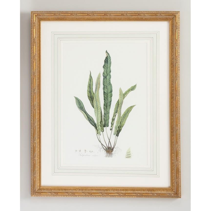 Curtis Ferns Print by Chelsea House