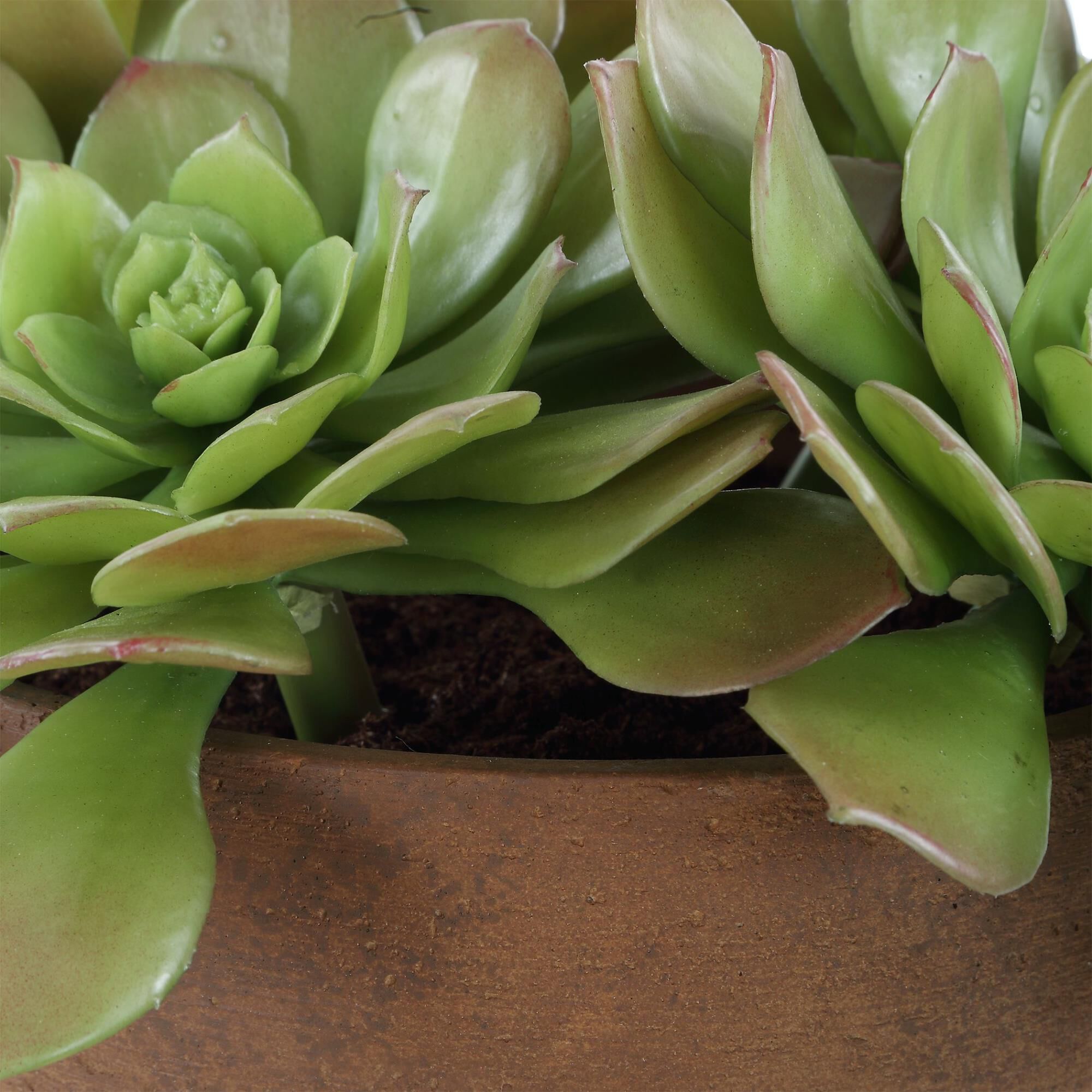 Constance Lael-Linyard Sable Succulent Botanical by Uttermost