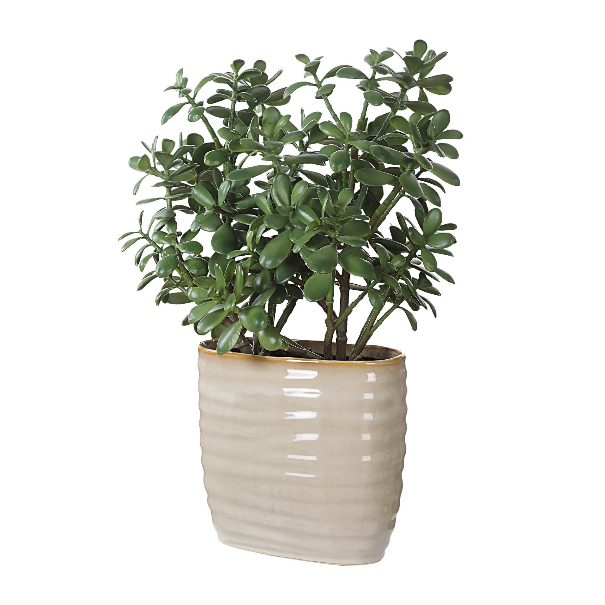 Constance Lael-Linyard Crassula Jade 14 Inch Botanical by Uttermost