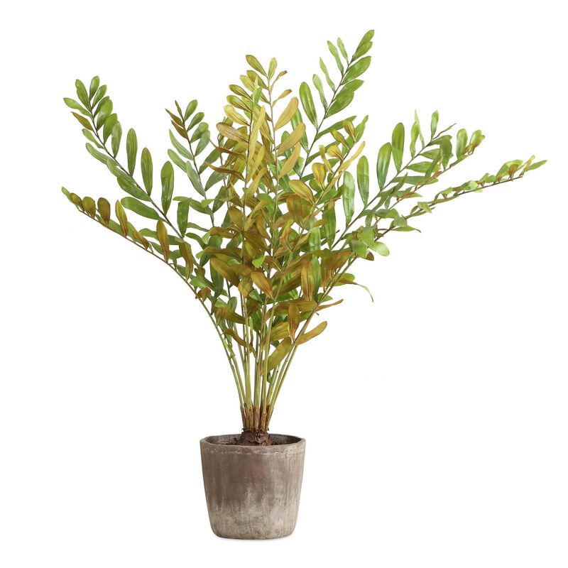 Constance Lael-Linyard Zamia 58 Inch Botanical by Uttermost