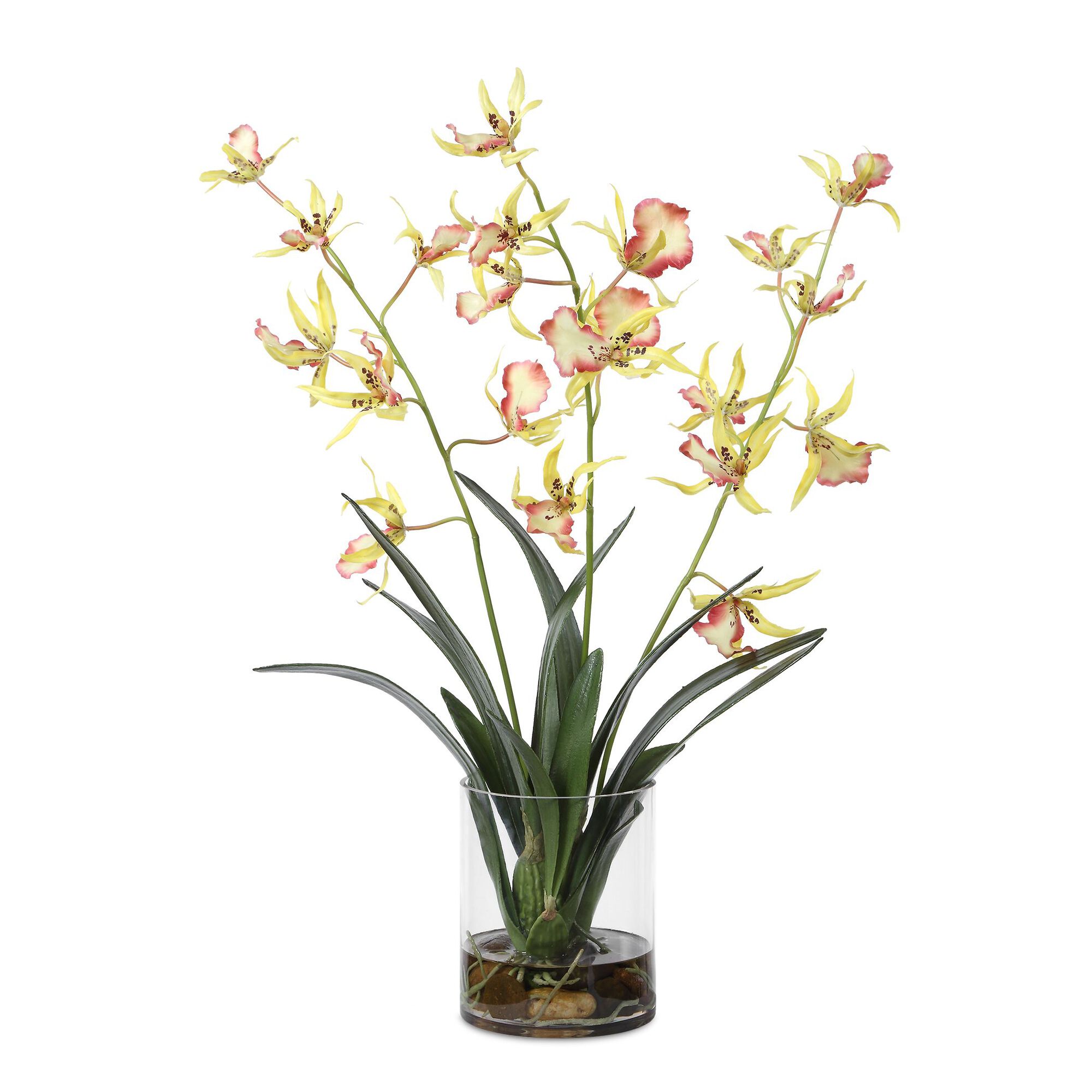 Spider Botanical,