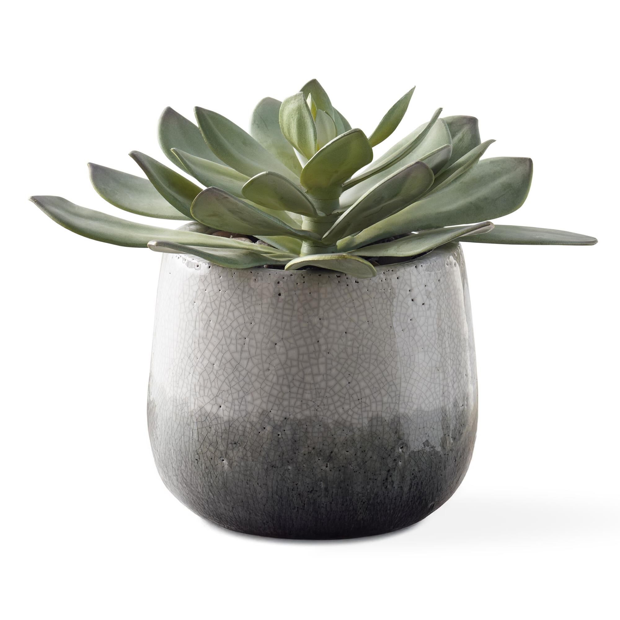 Dudleya 10 Inch Botanical by Uttermost