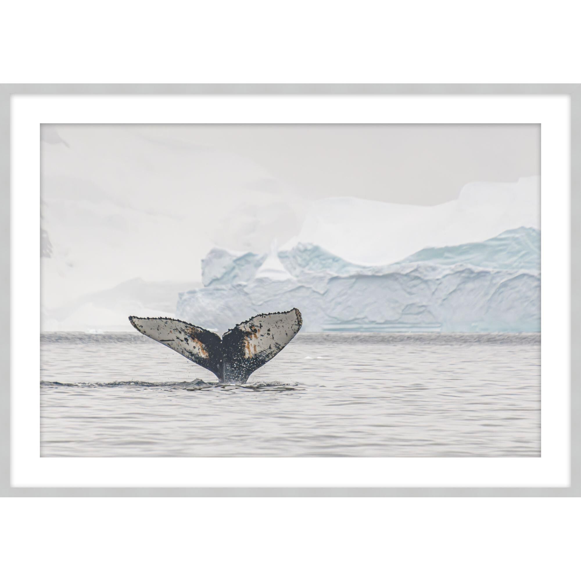Rs Photo Humpback Fin Print by LEVEL57