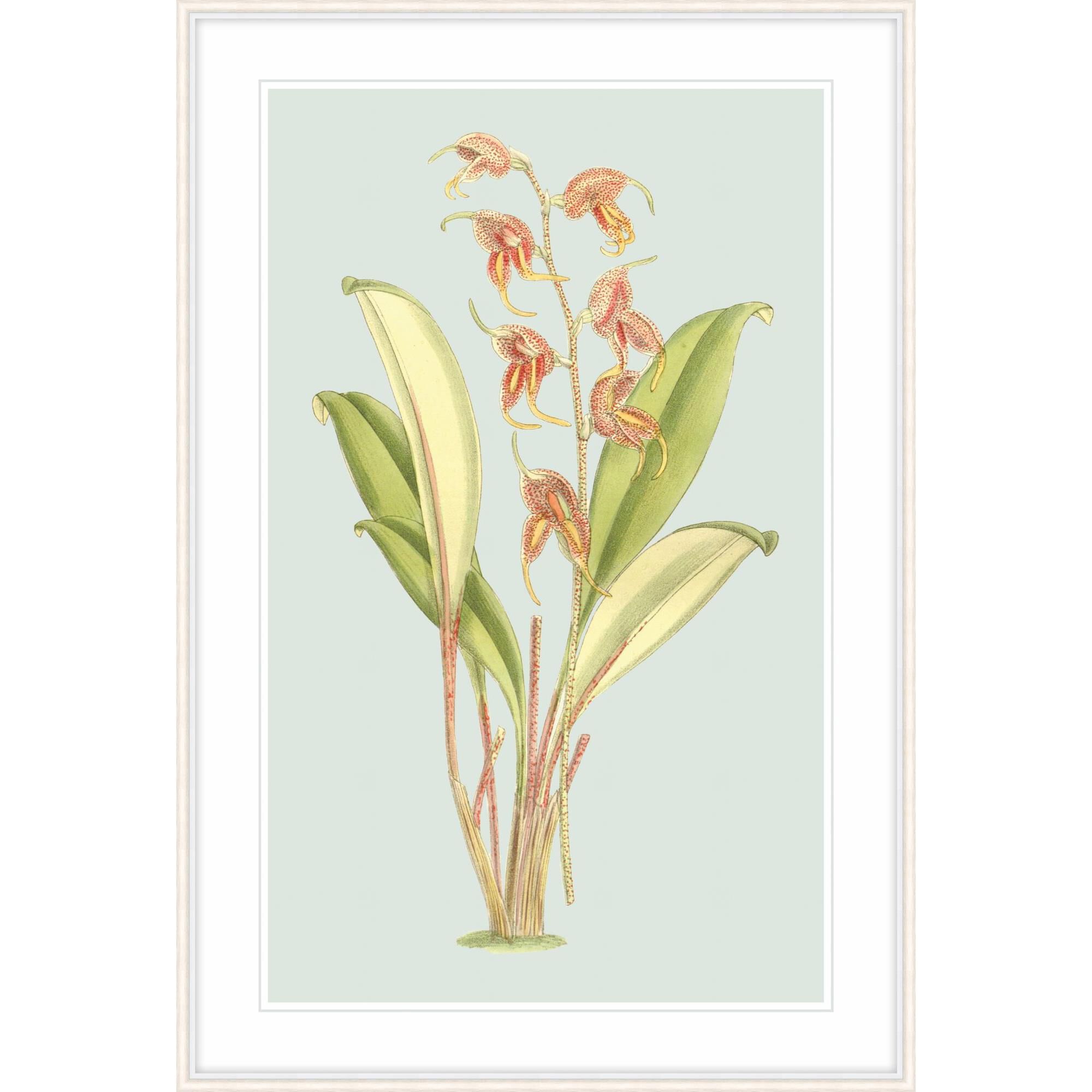 Studio L57 Nouvelle Forget Me Not Print by LEVEL57