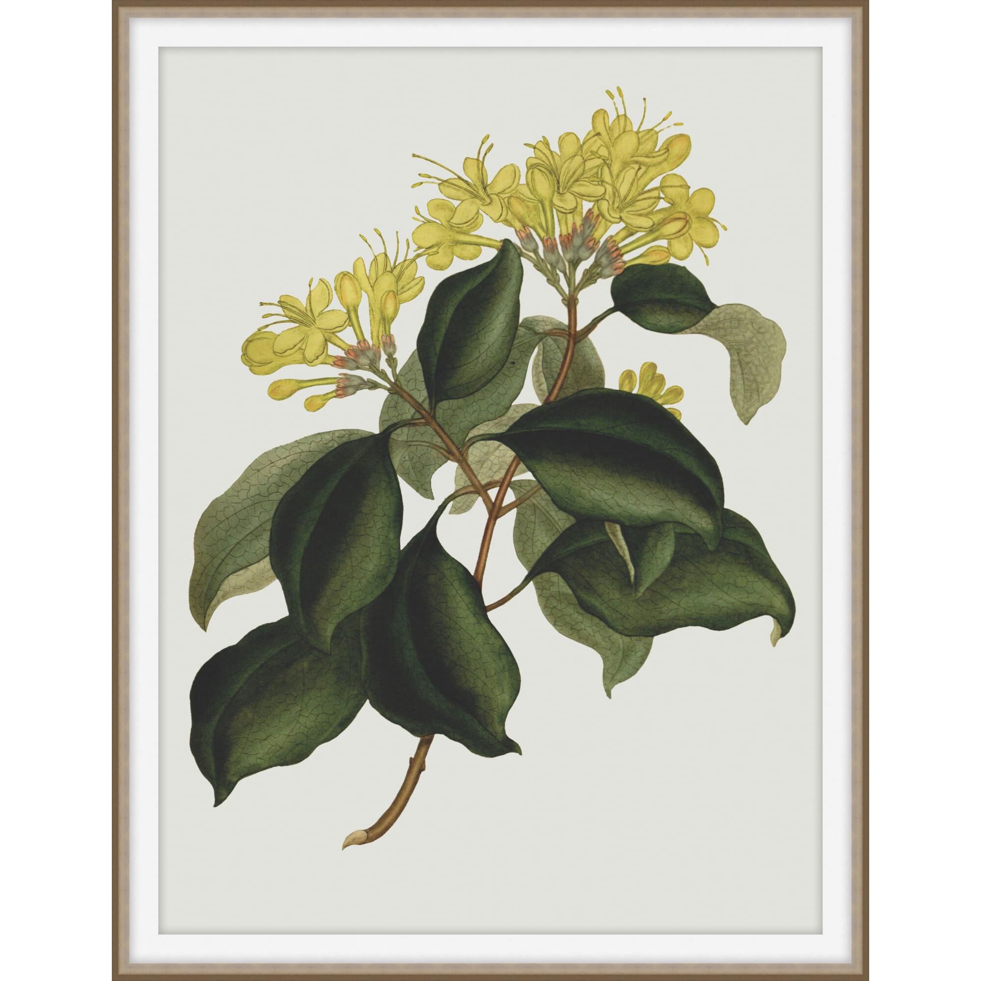 Shown in Brown and Gold finish