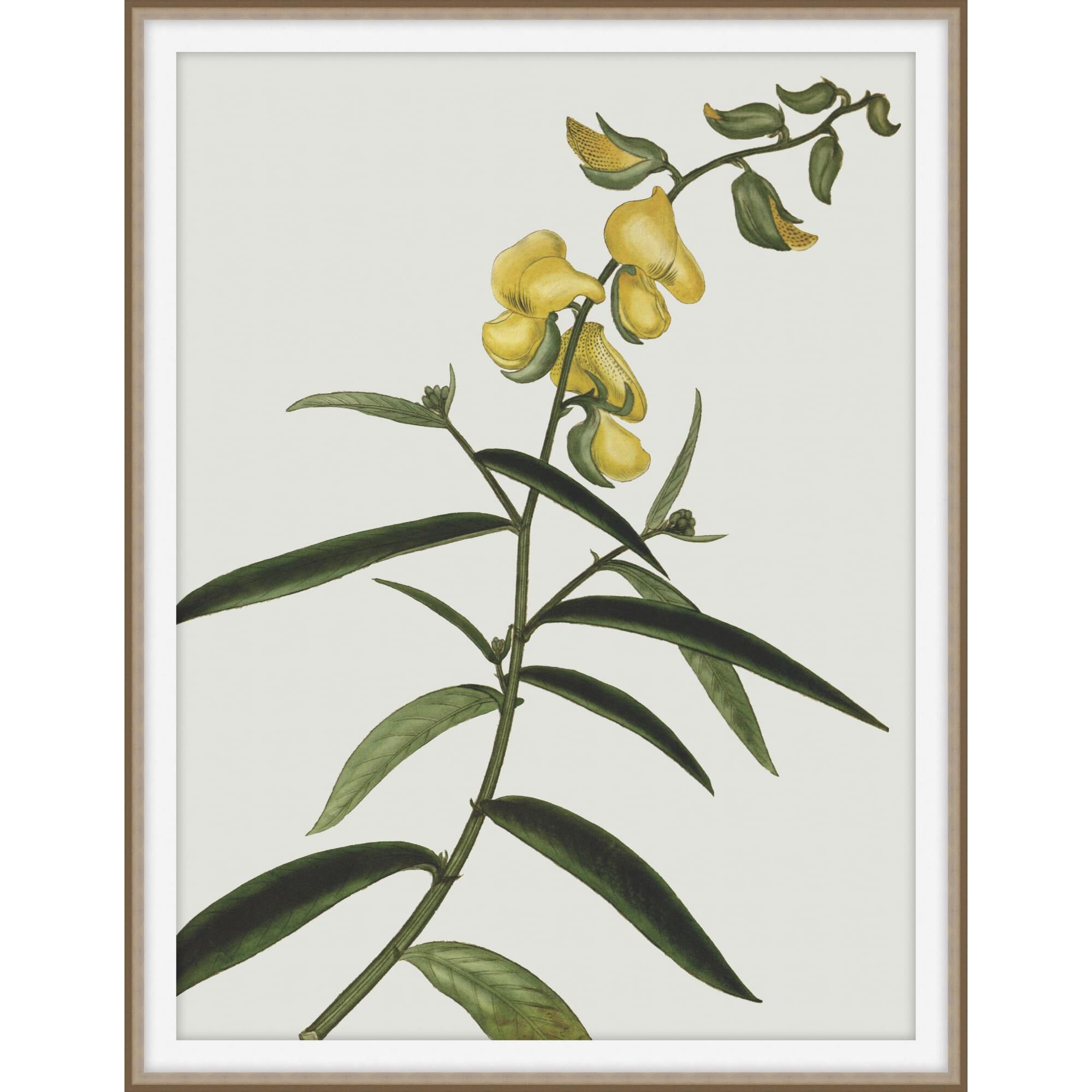 Shown in Brown and Gold finish