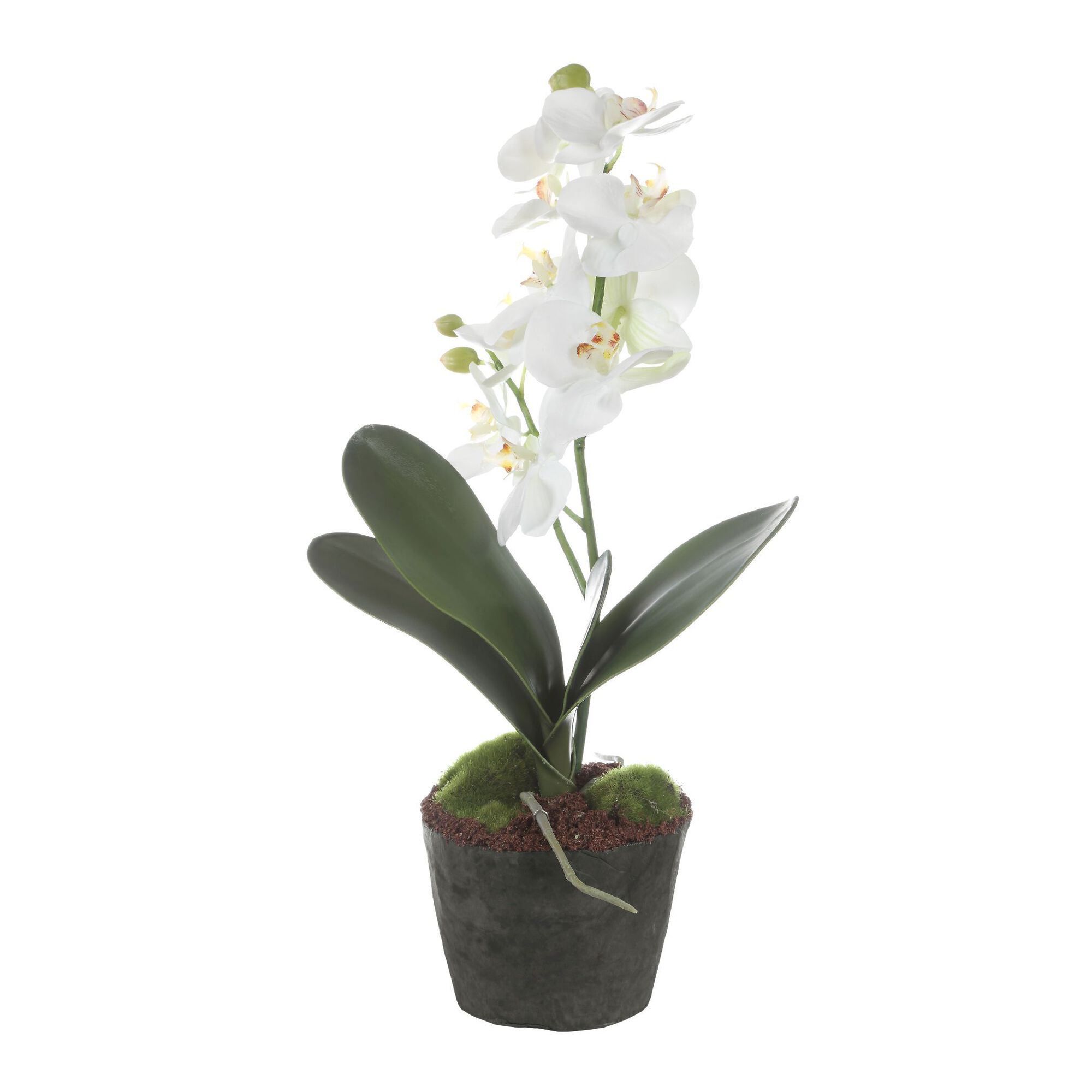 Laris Botanical,