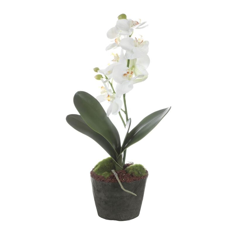 Laris Botanical by Uttermost