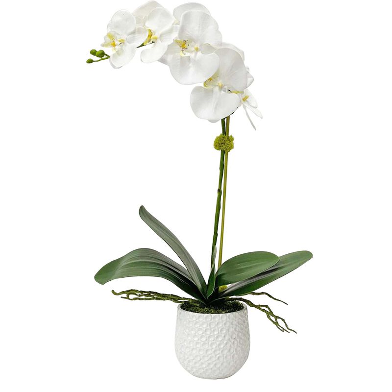 Uttermost Cami White Orchid Botanical by Uttermost