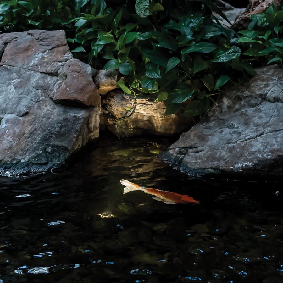 Shown in Stainless Steel finish and Clear glass