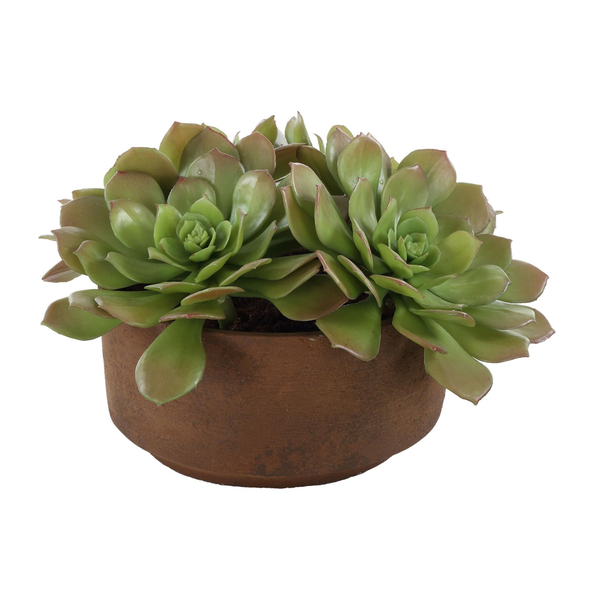 Constance Lael-Linyard Sable Succulent Botanical by Uttermost