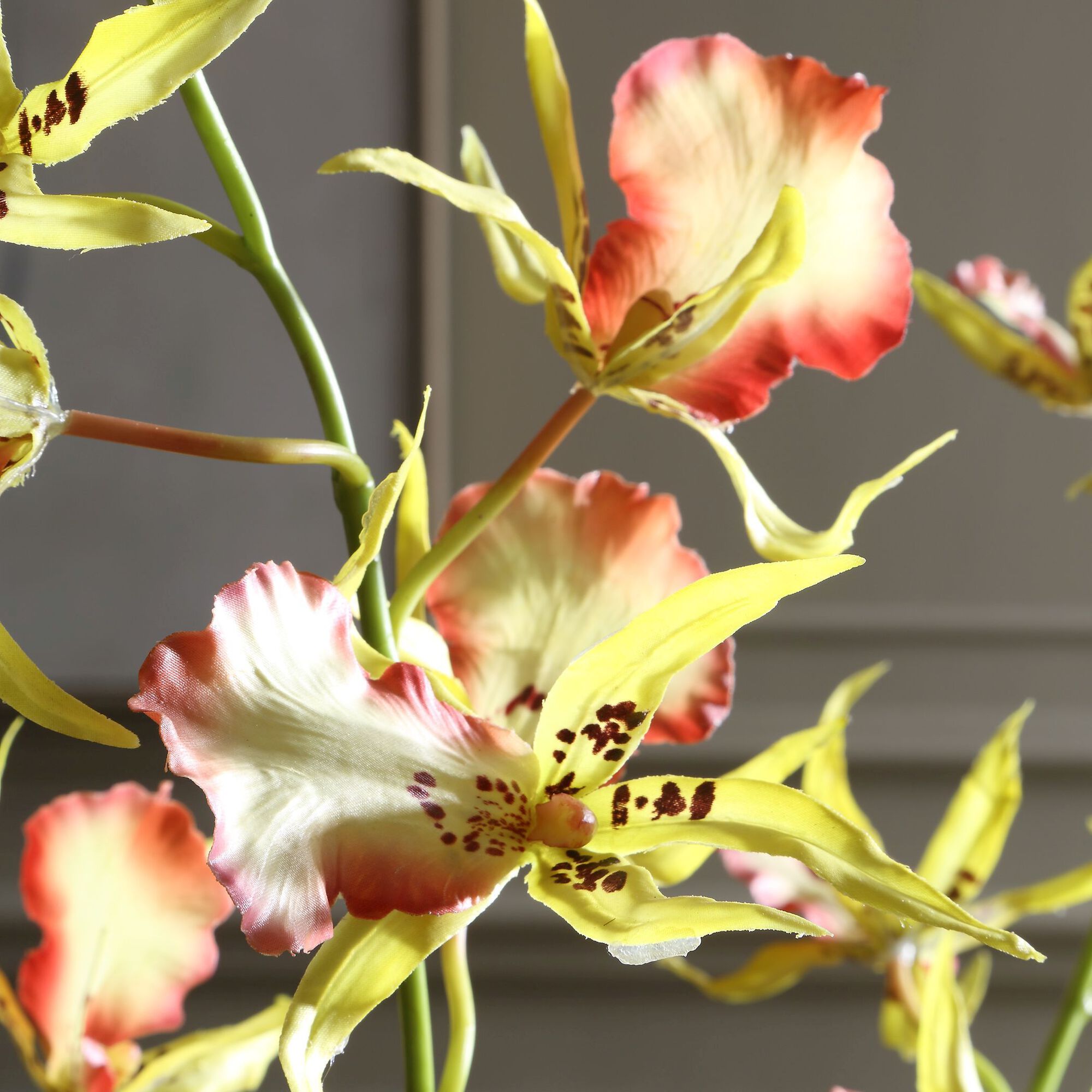 Spider Botanical,