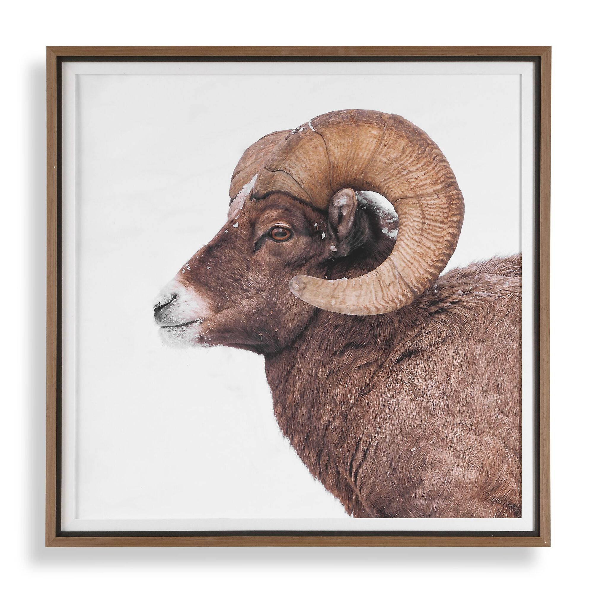 Big Horn Print,