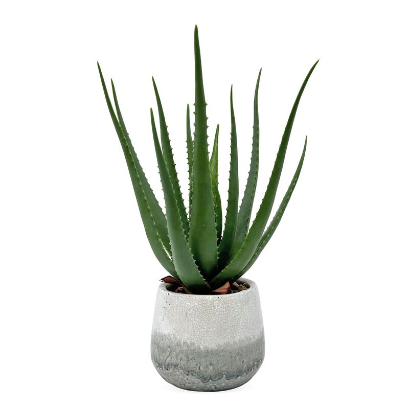 Veranda Botanical by Uttermost