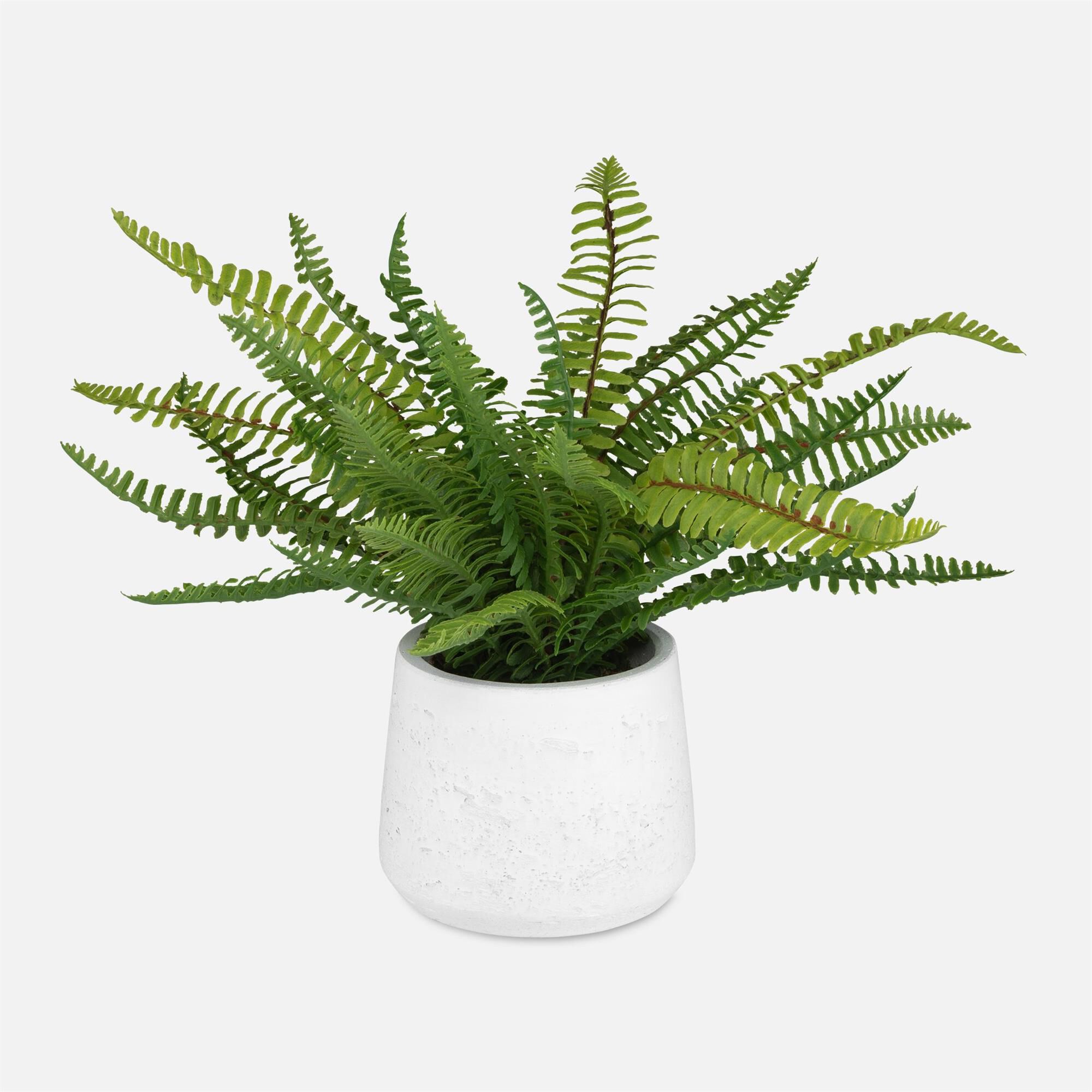Boston Fern Botanical,
