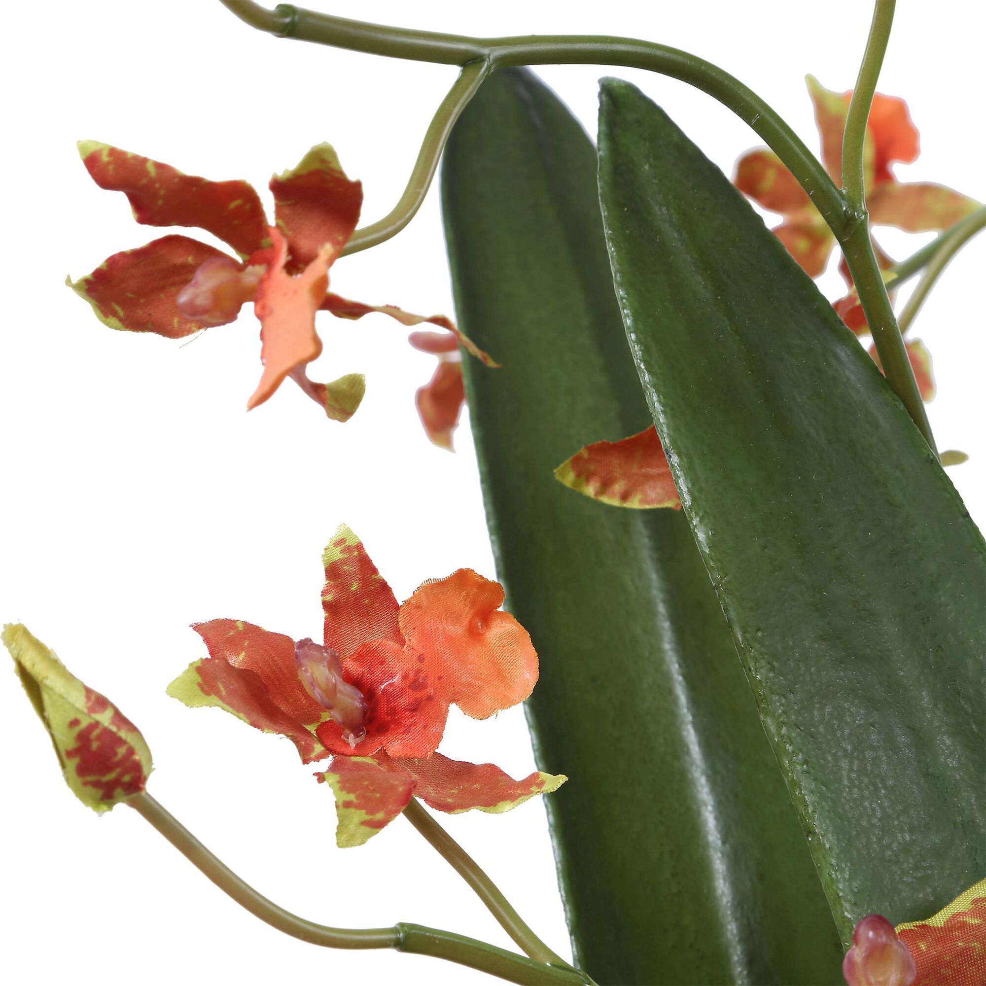 Dancing Botanical,