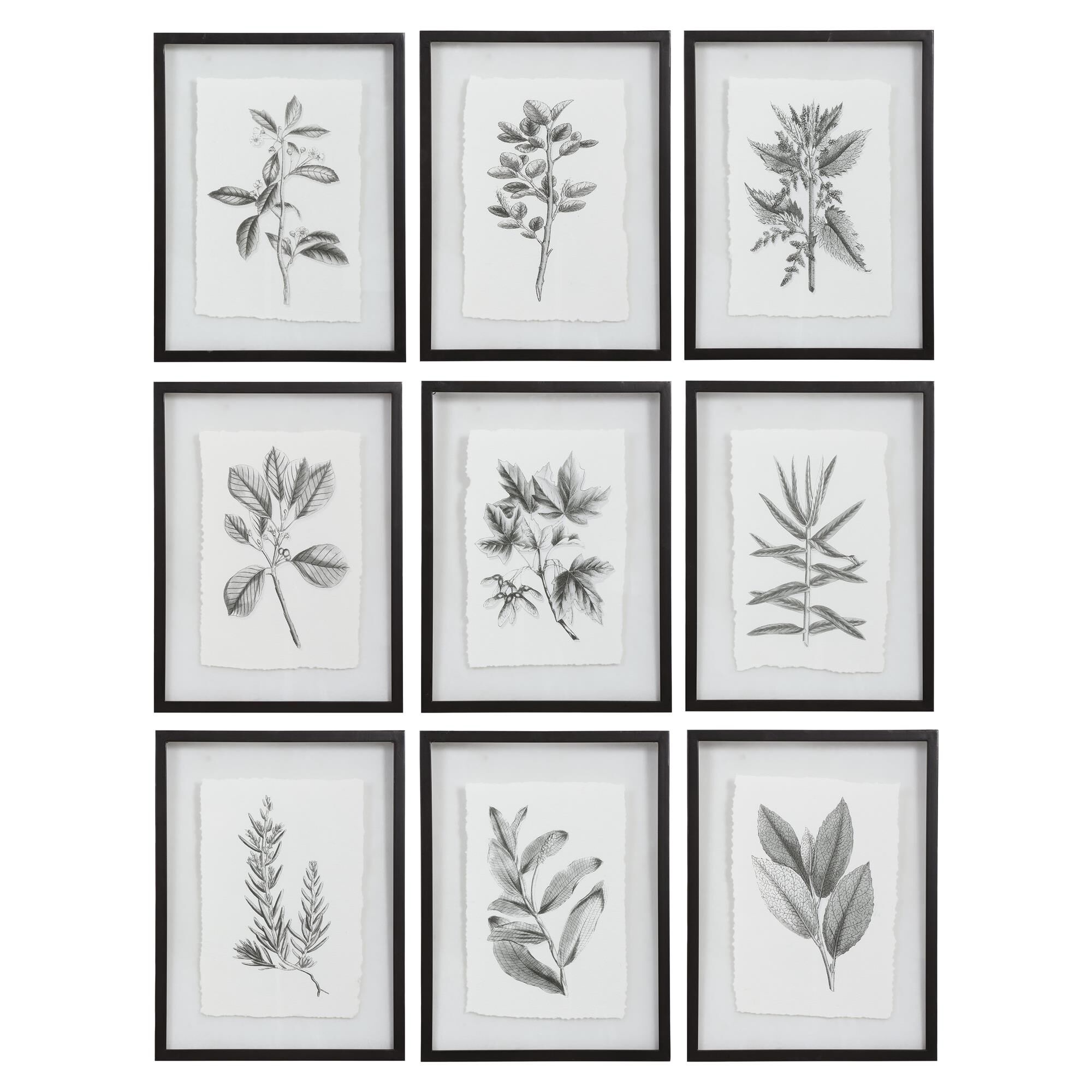 Shown in Black And White Botanical Sketches With Deckled Edge, Clear Glass, Matte Black Finished Frame finish