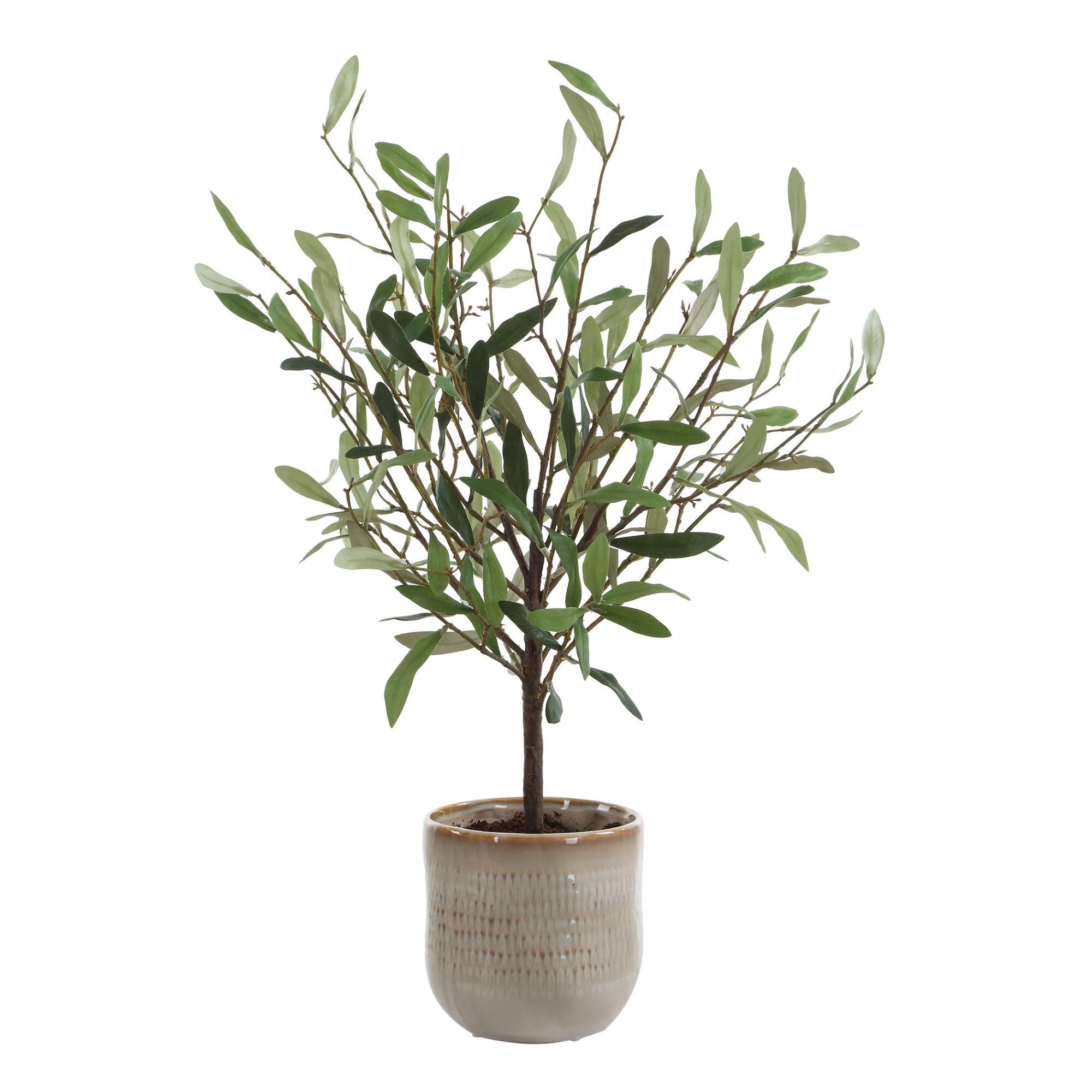 Constance Lael-Linyard Solea Olive Botanical by Uttermost