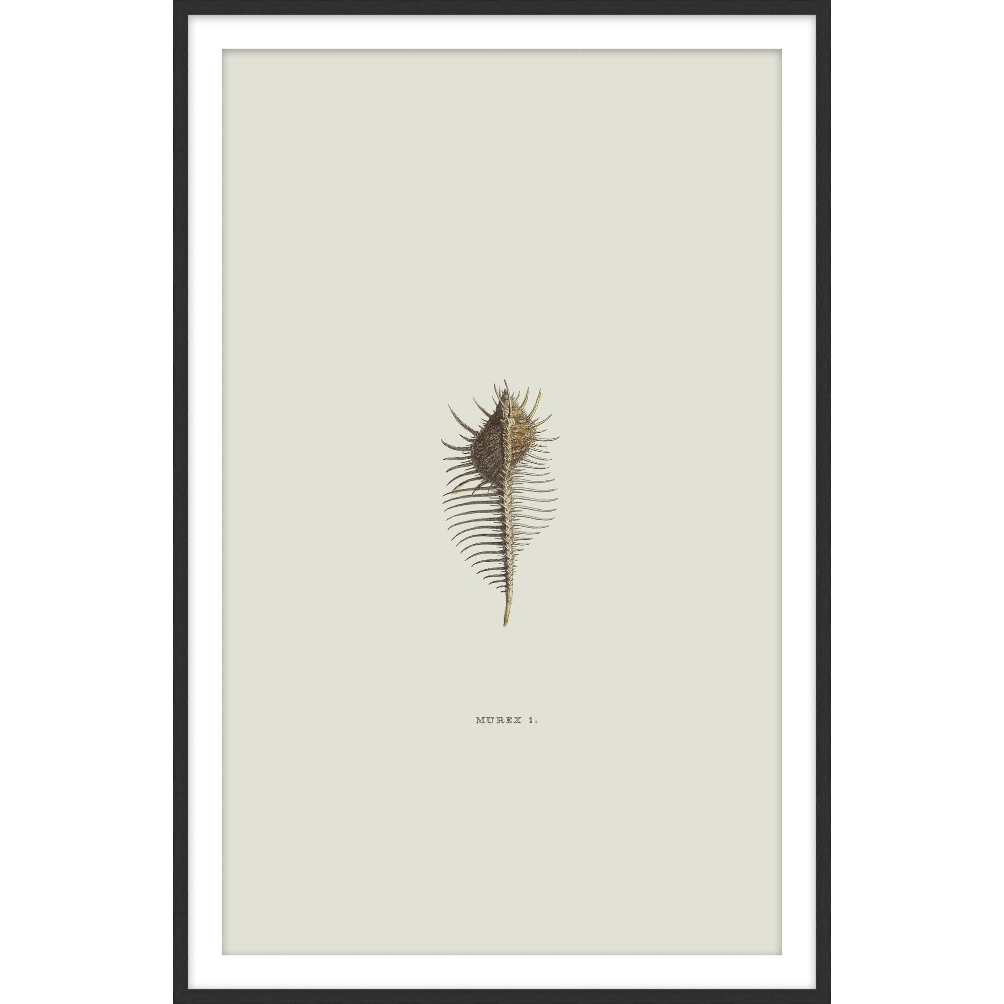 Sundry Murex Print by Level57