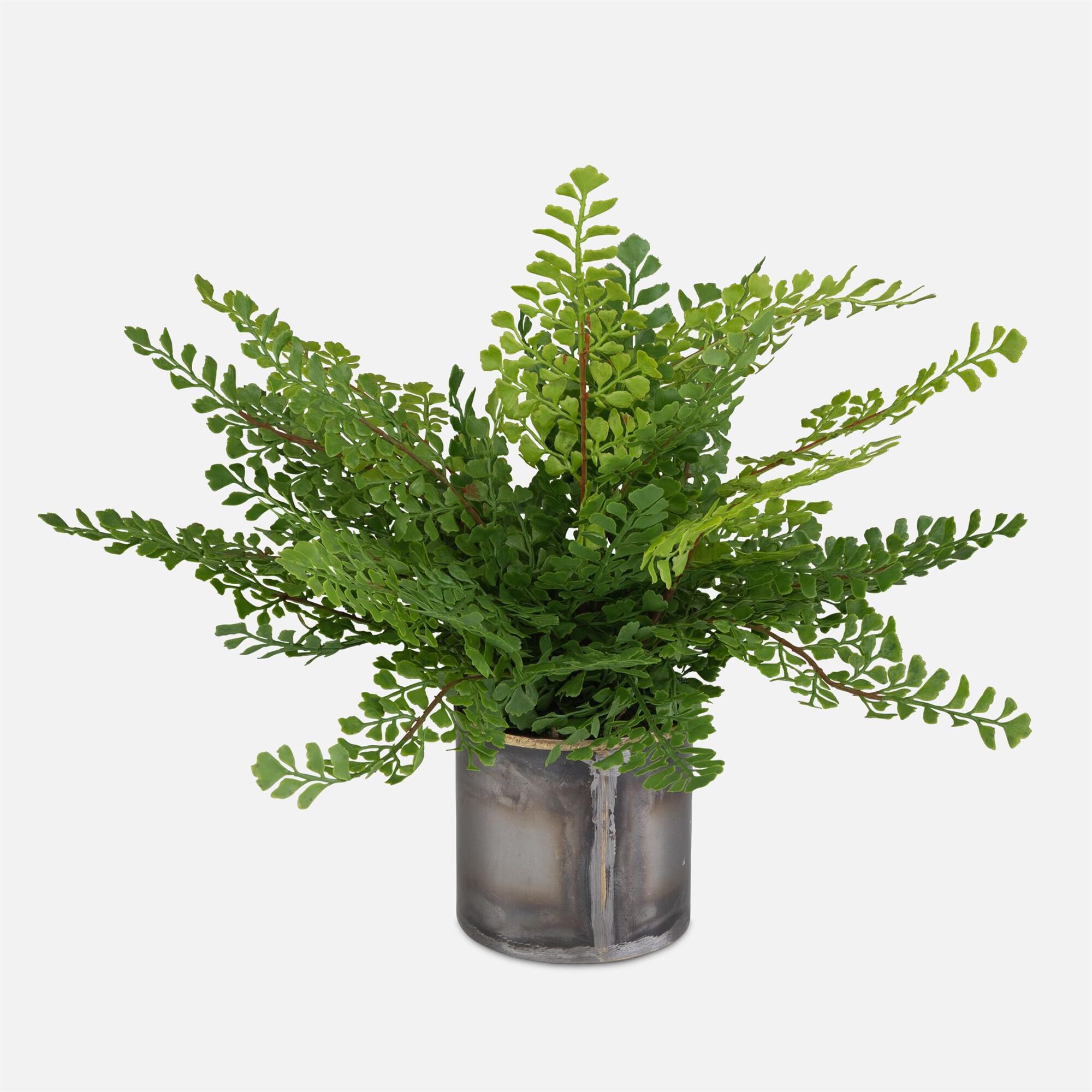 Maidenhair Fern Botanical,