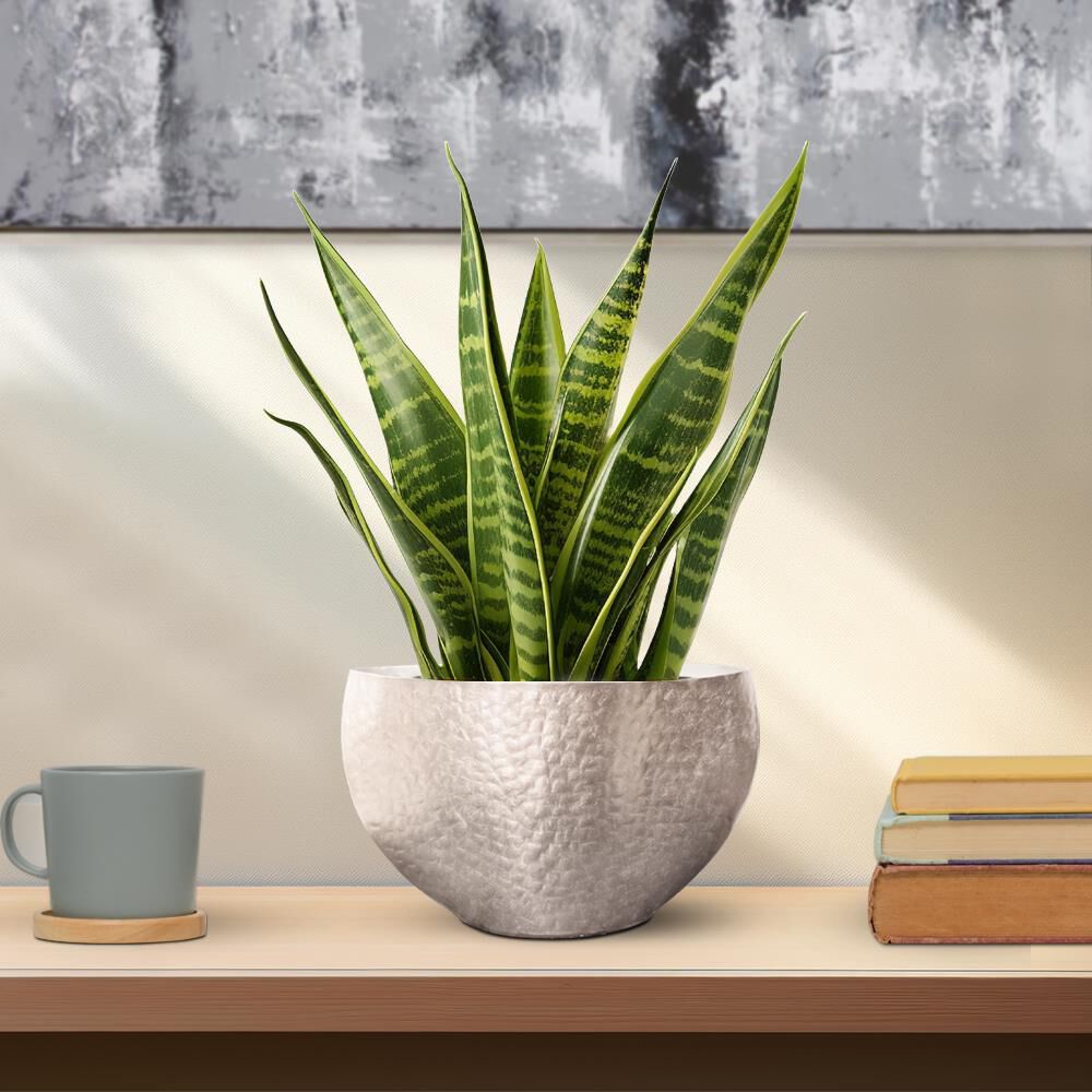 The Espen Bowl by Howard Elliott Collection