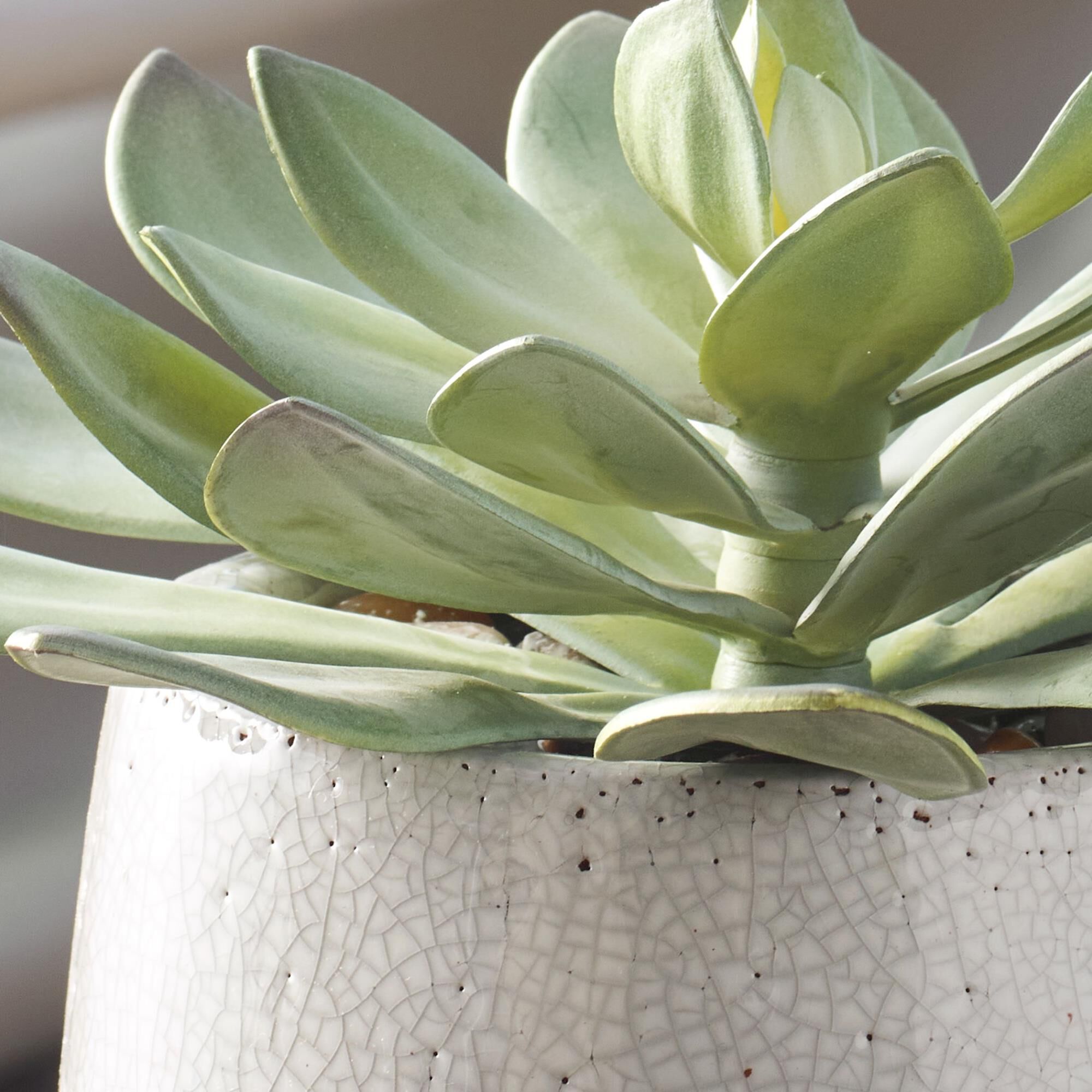 Dudleya 10 Inch Botanical by Uttermost