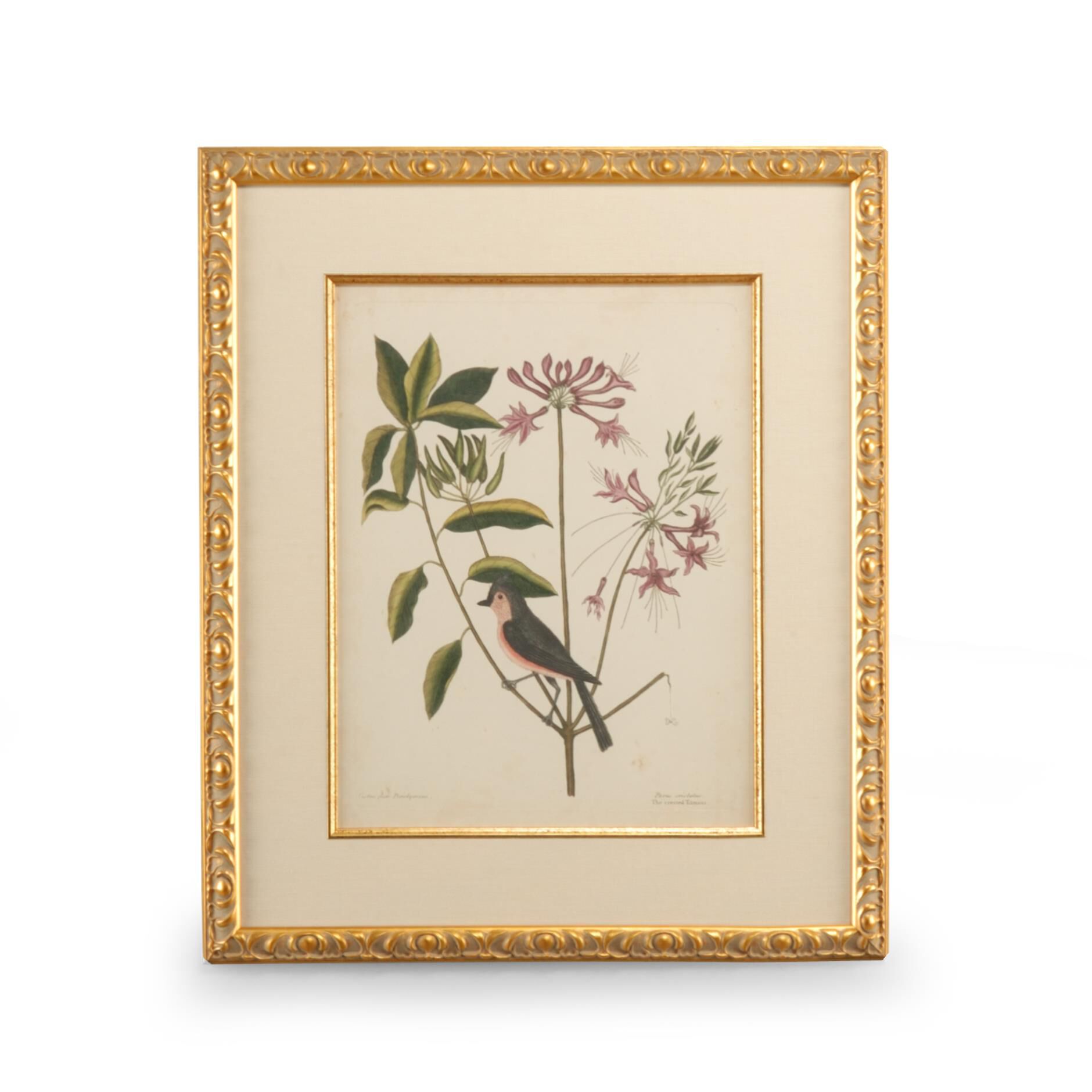 Catesby Bird Print,