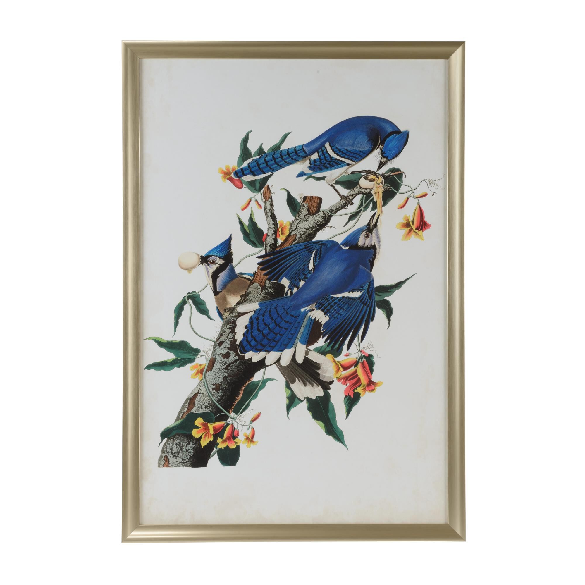 Audubon Blue Jay I Print by Chelsea House