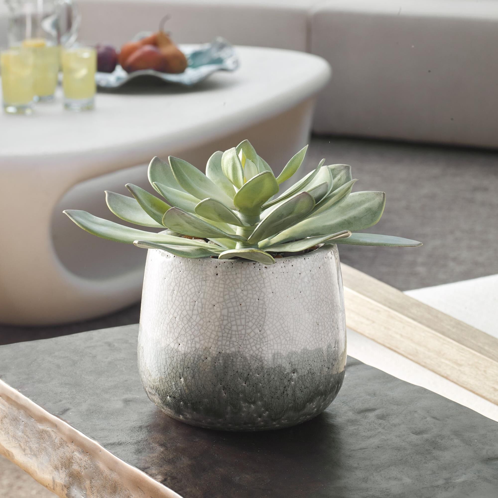 Dudleya 10 Inch Botanical by Uttermost