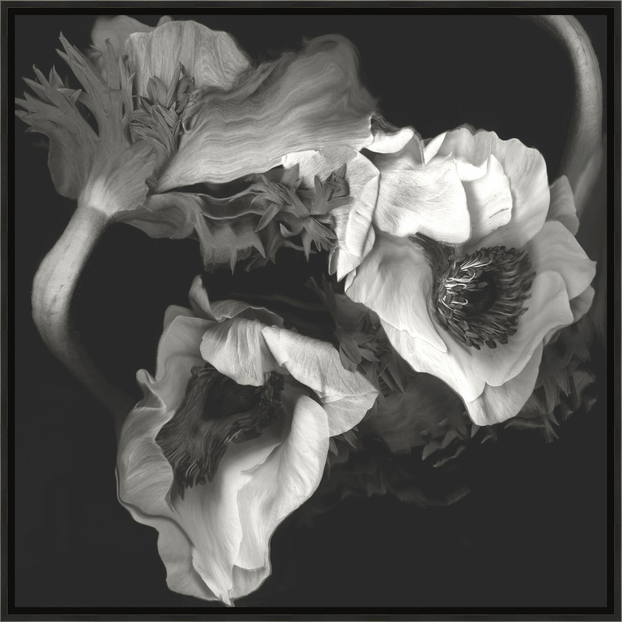 Poppy Trance Print by LEVEL57