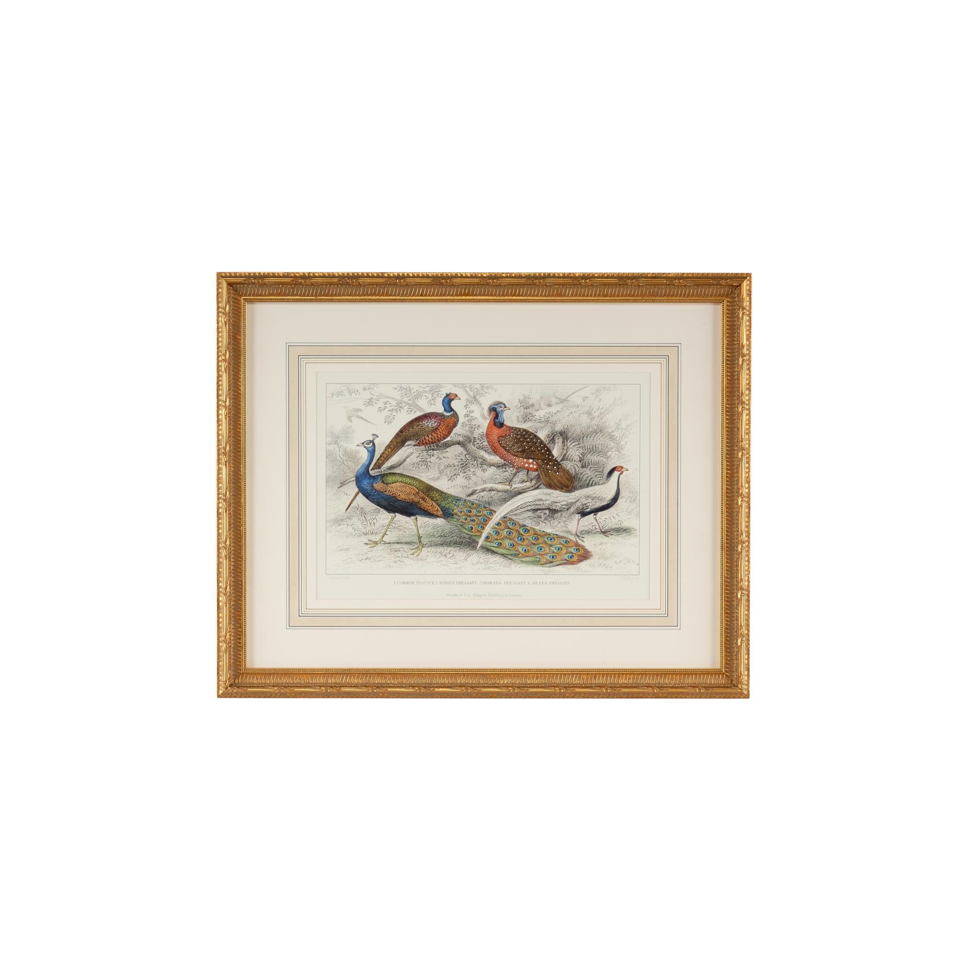 PEACOCK & PHEASANTS Print,