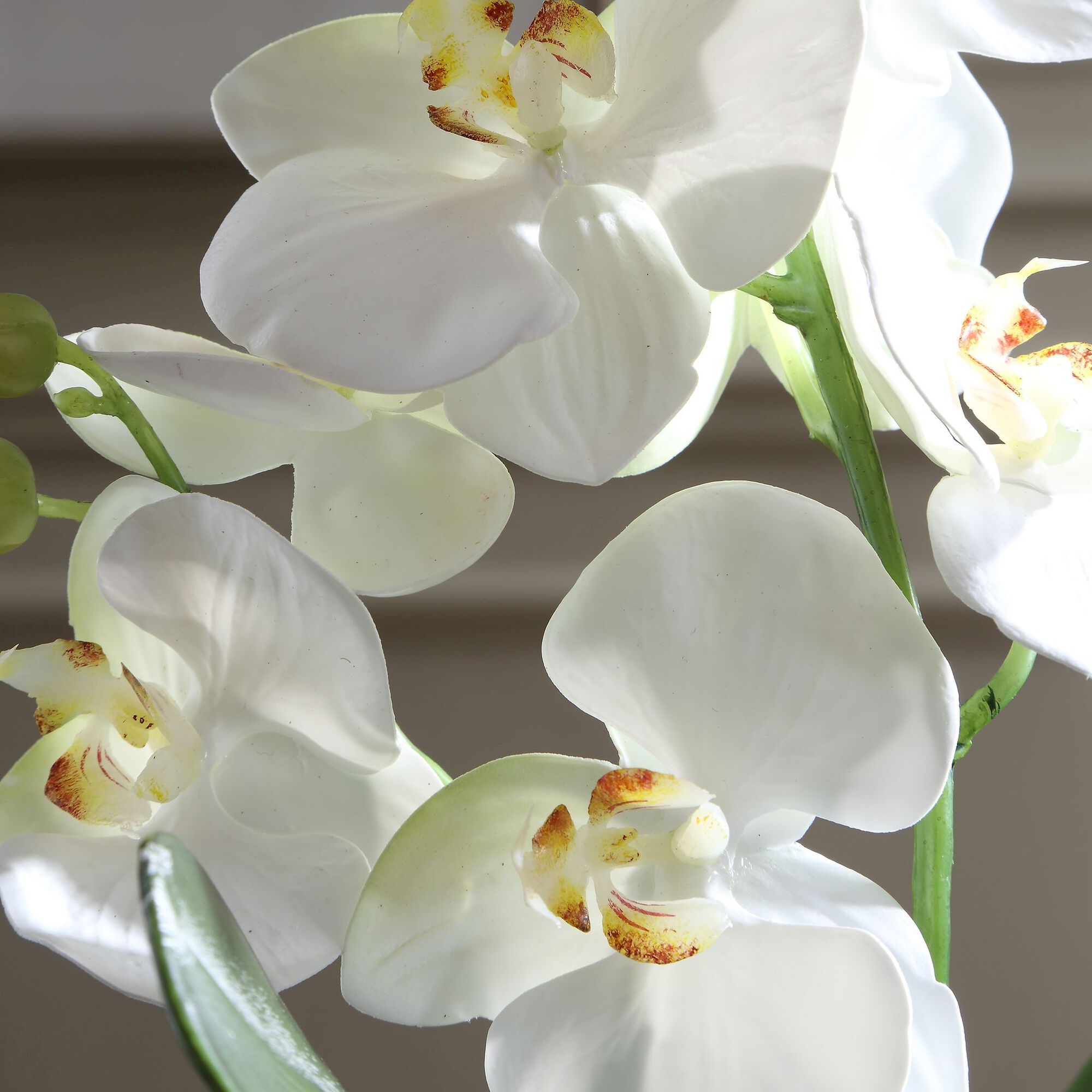 Laris Botanical,