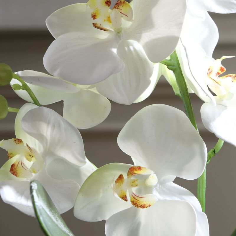 Laris Botanical by Uttermost