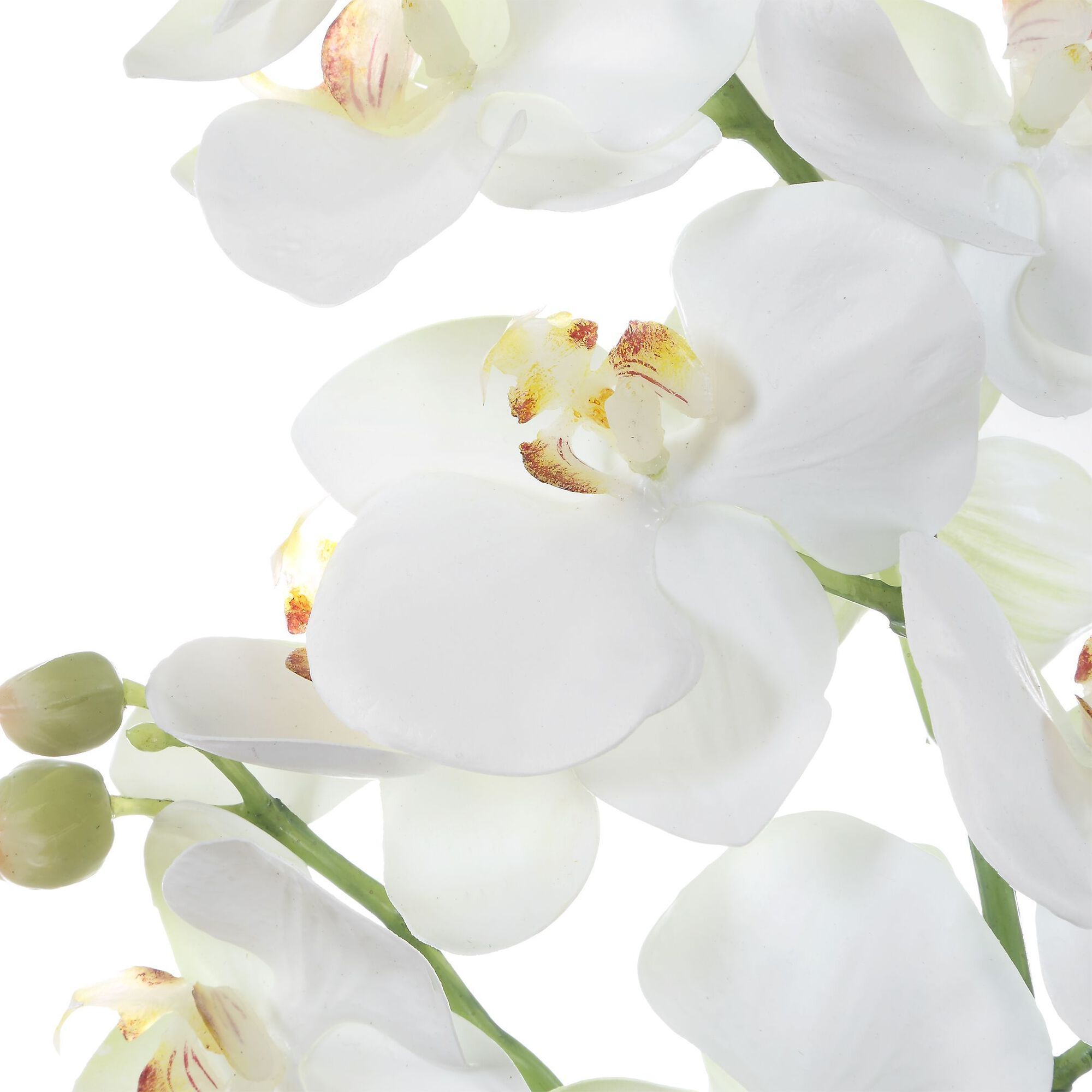 Laris Botanical,