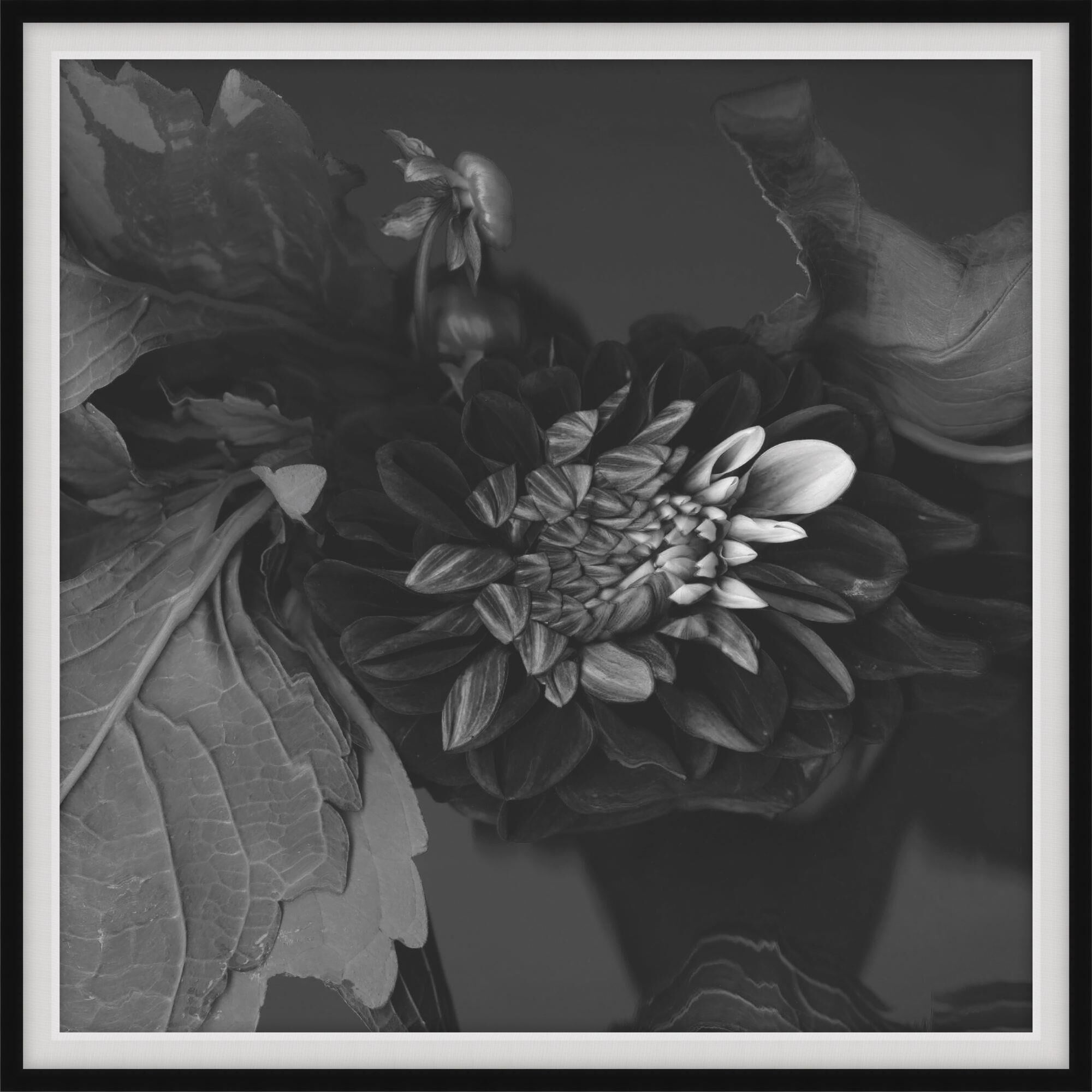 Dahlia Reveries Print by LEVEL57