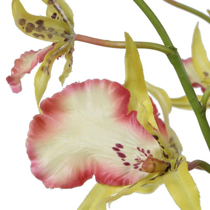 Spider Botanical by Uttermost