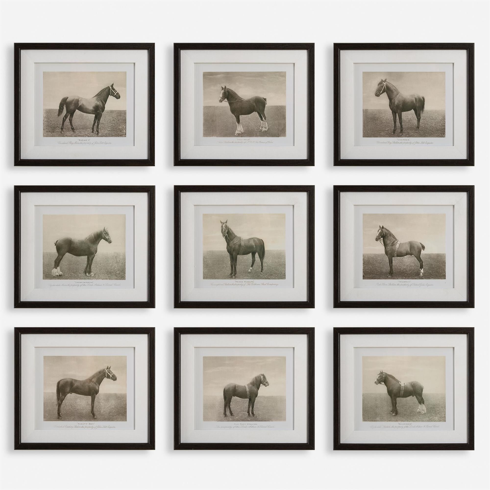 Grace Feyock Equine Dynasty 14 Inch Print by Uttermost